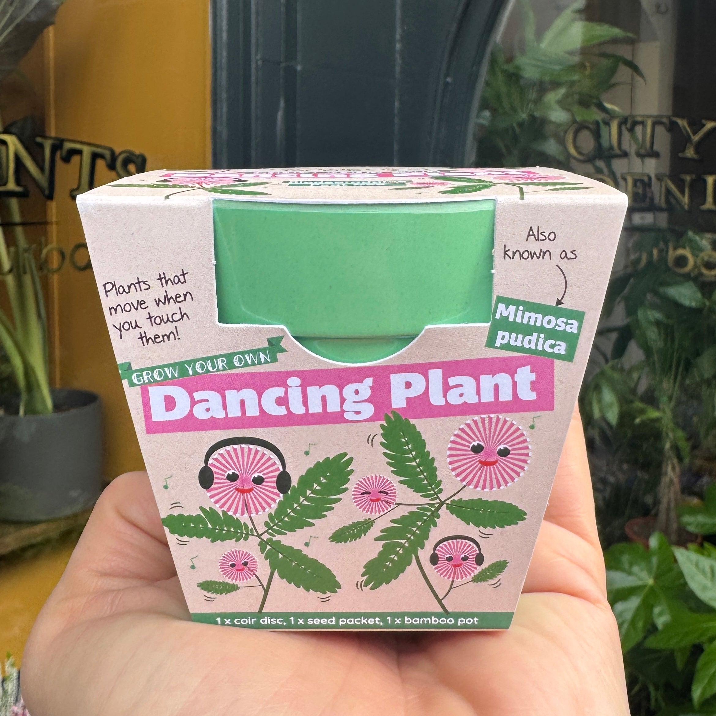 Dancing Plant Growing Kit | Mimosa pudica