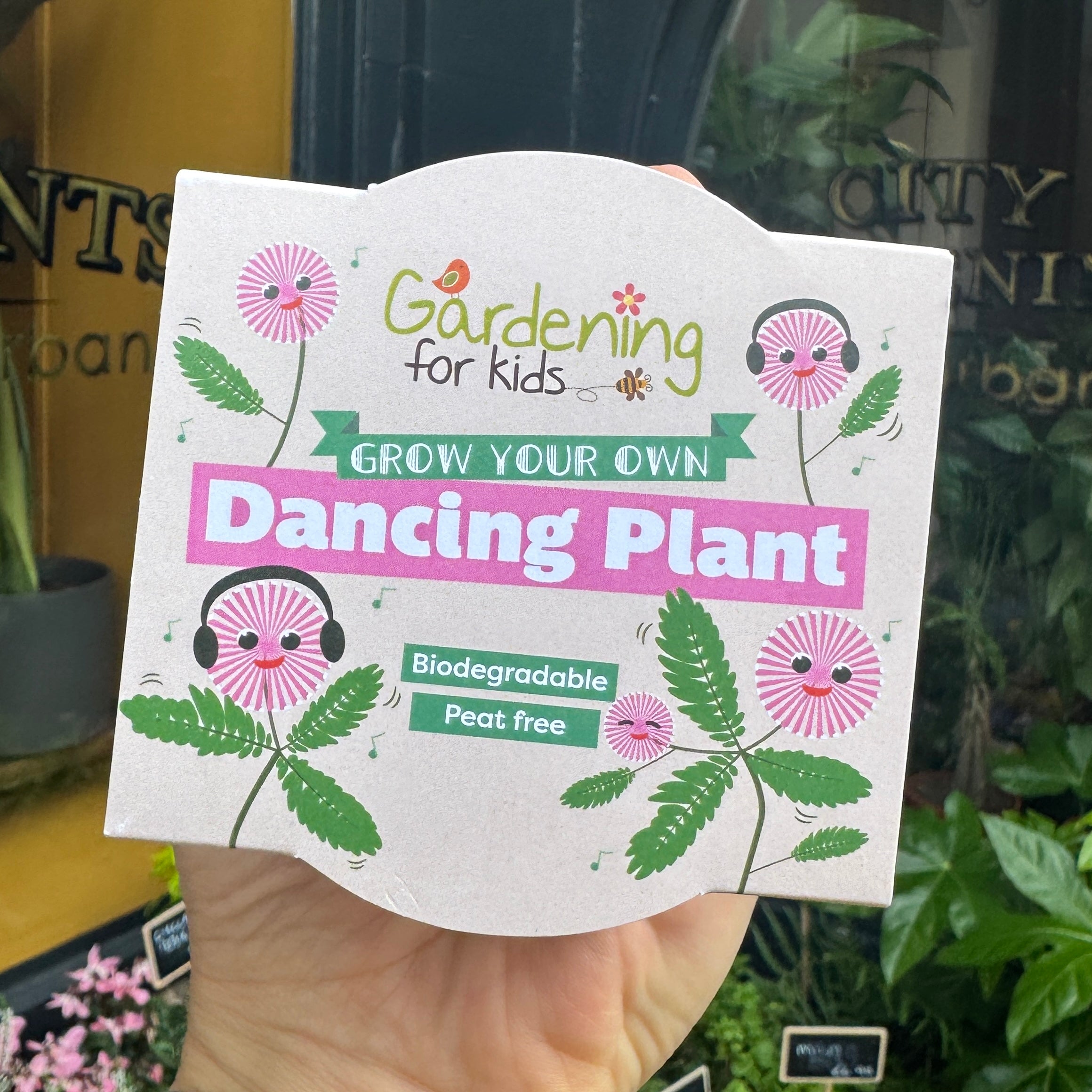 Dancing Plant Growing Kit | Mimosa pudica