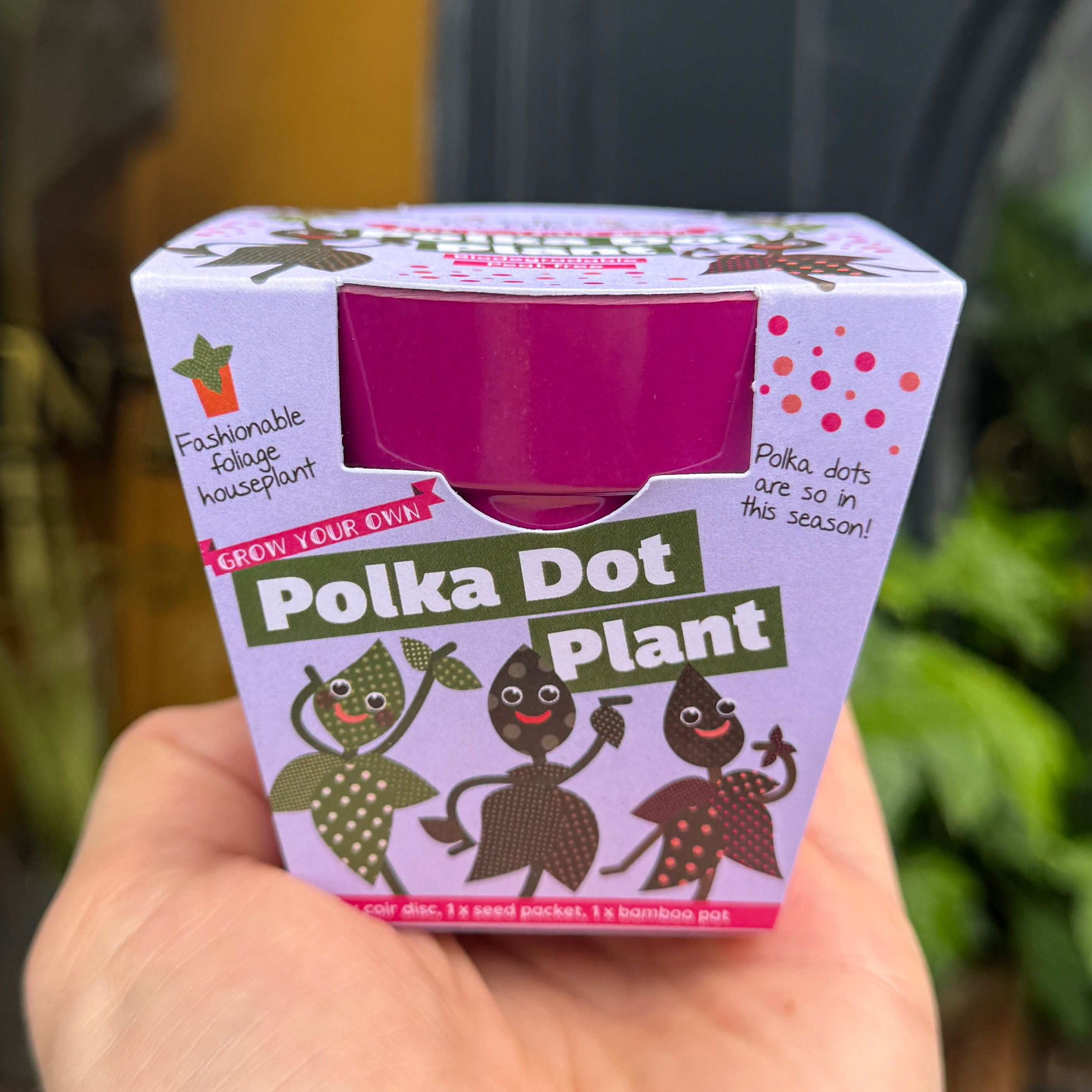 Polka Dot Plant Growing Kit | Hypoestes