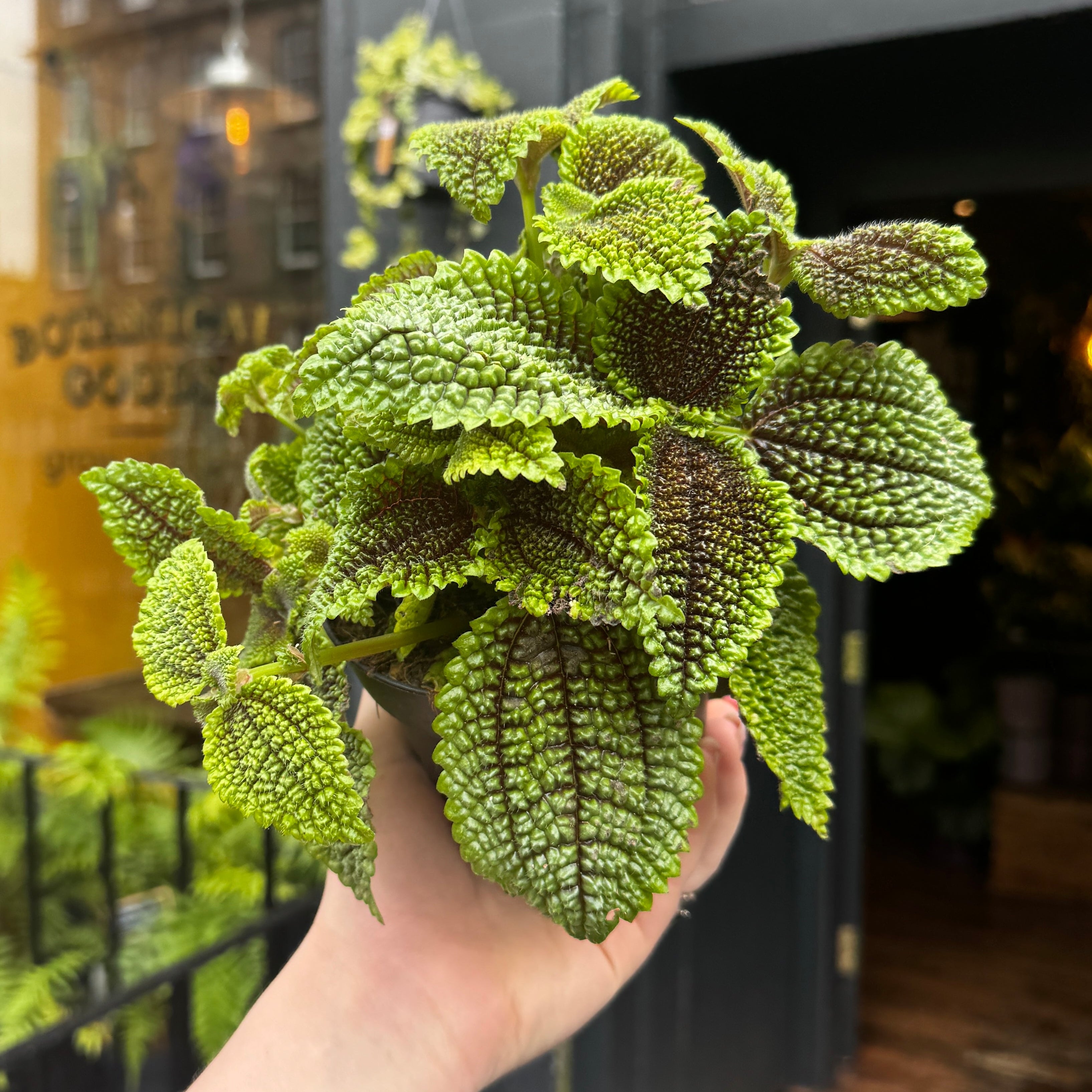 Pilea 'Moon Valley'