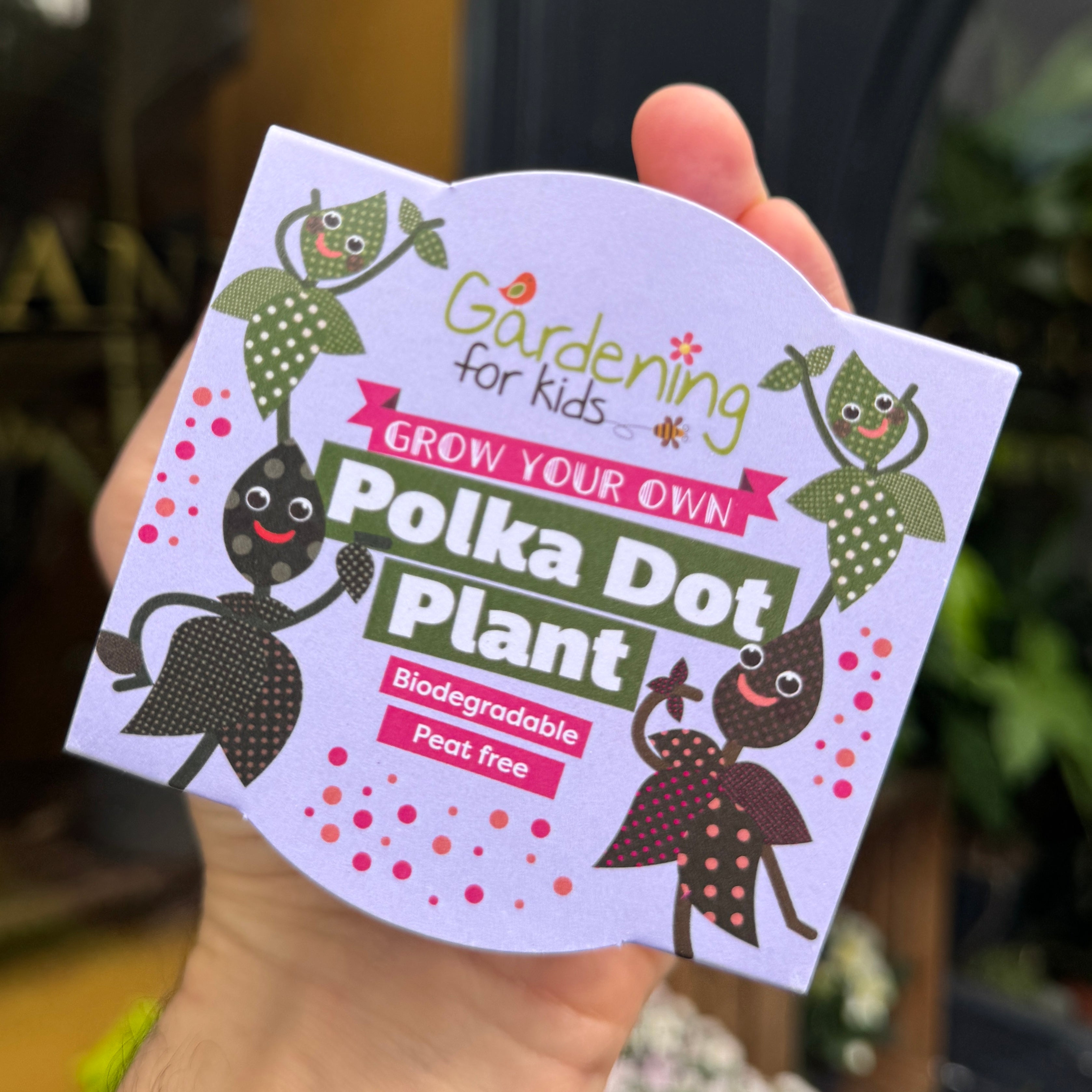 Polka Dot Plant Growing Kit | Hypoestes