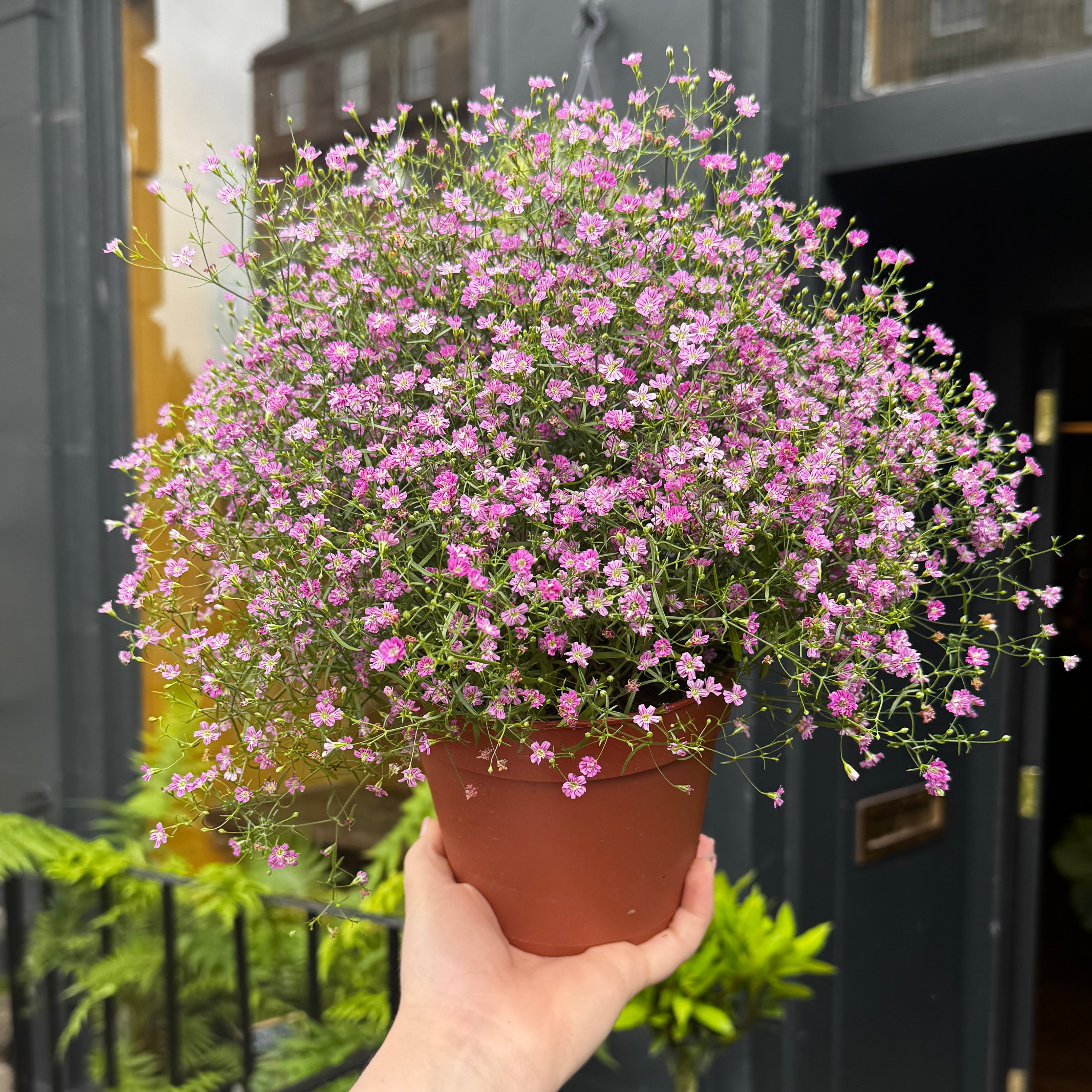 Gypsophila muralis 'Gypsy Pink'