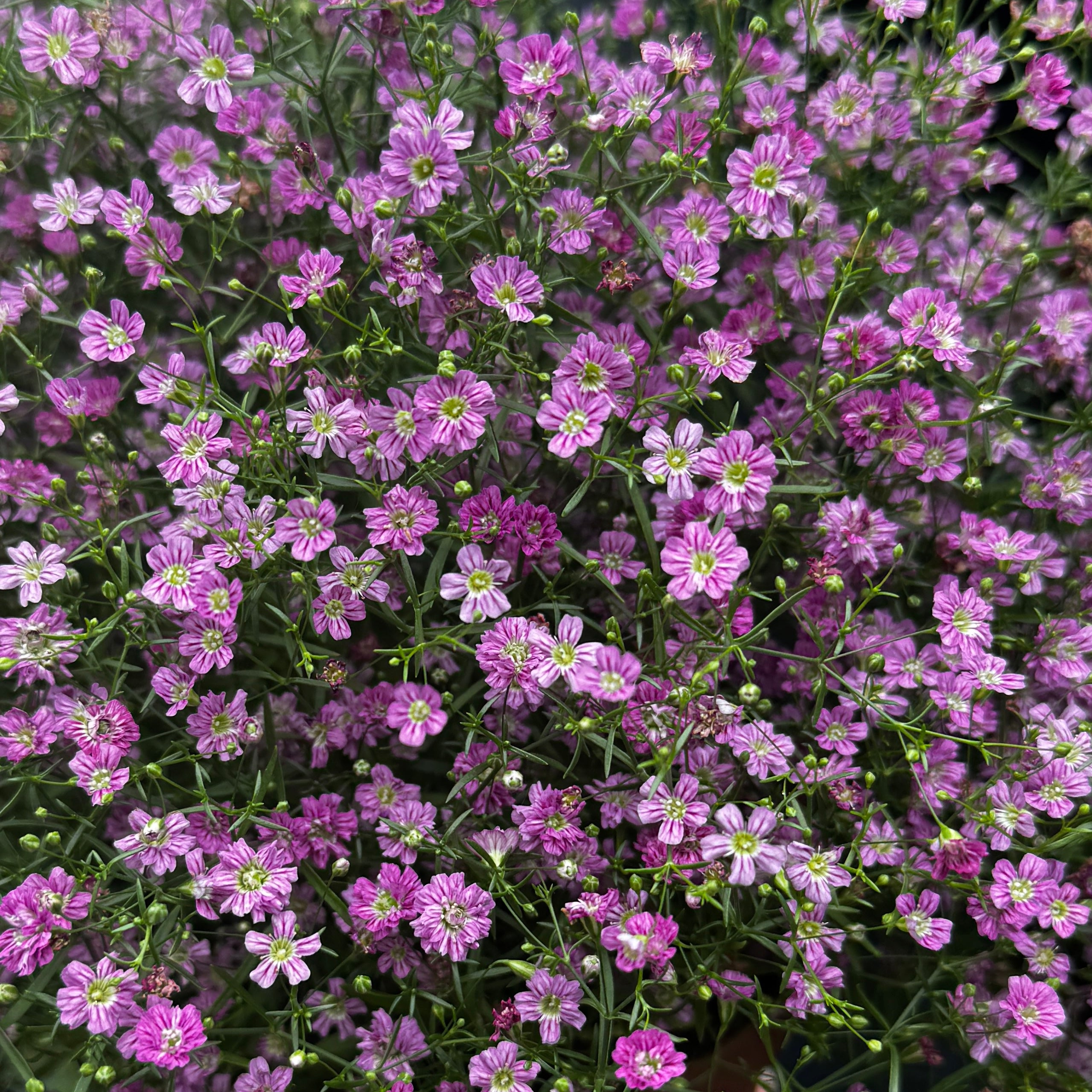Gypsophila muralis 'Gypsy Pink'