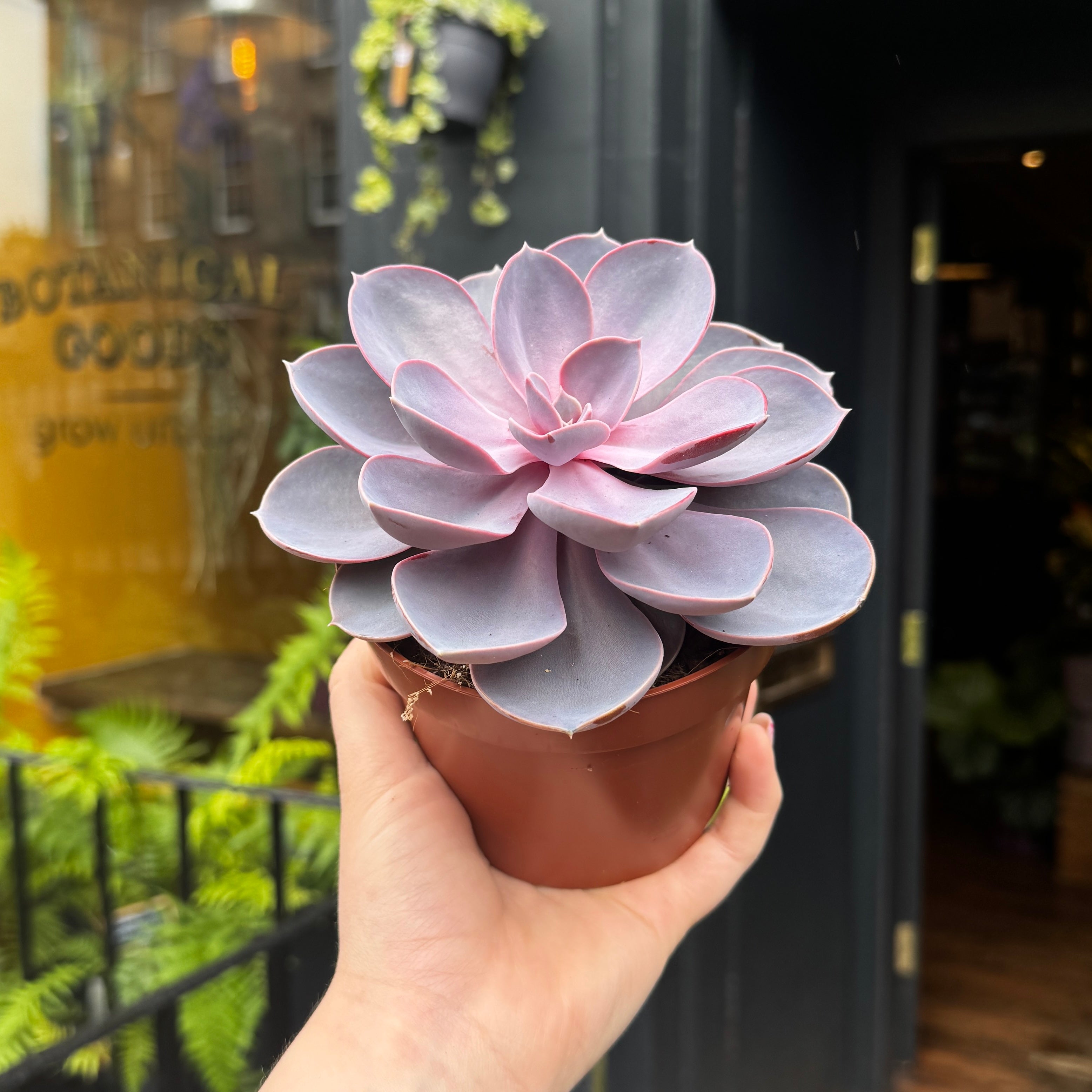 Echeveria 'Perle von Nürnberg'