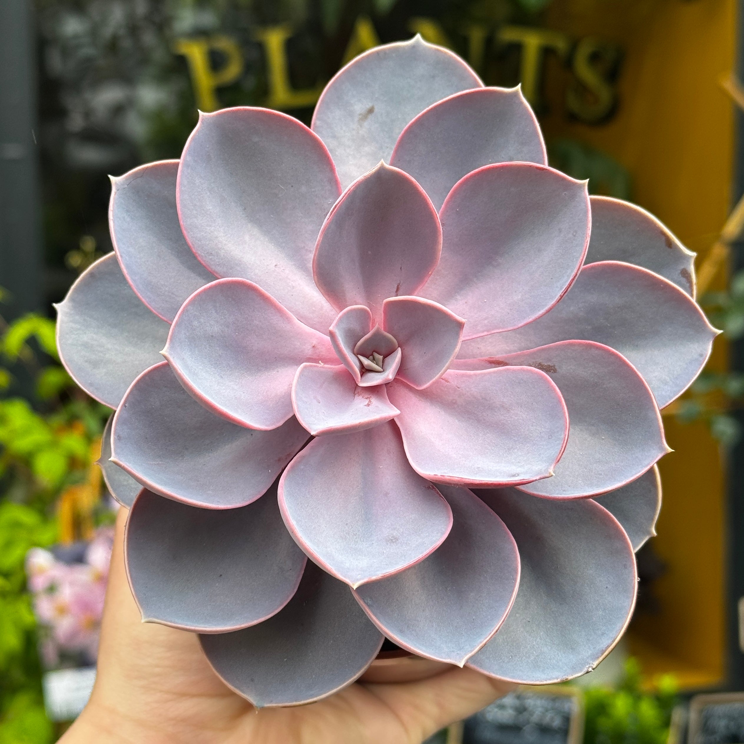Echeveria 'Perle von Nürnberg'