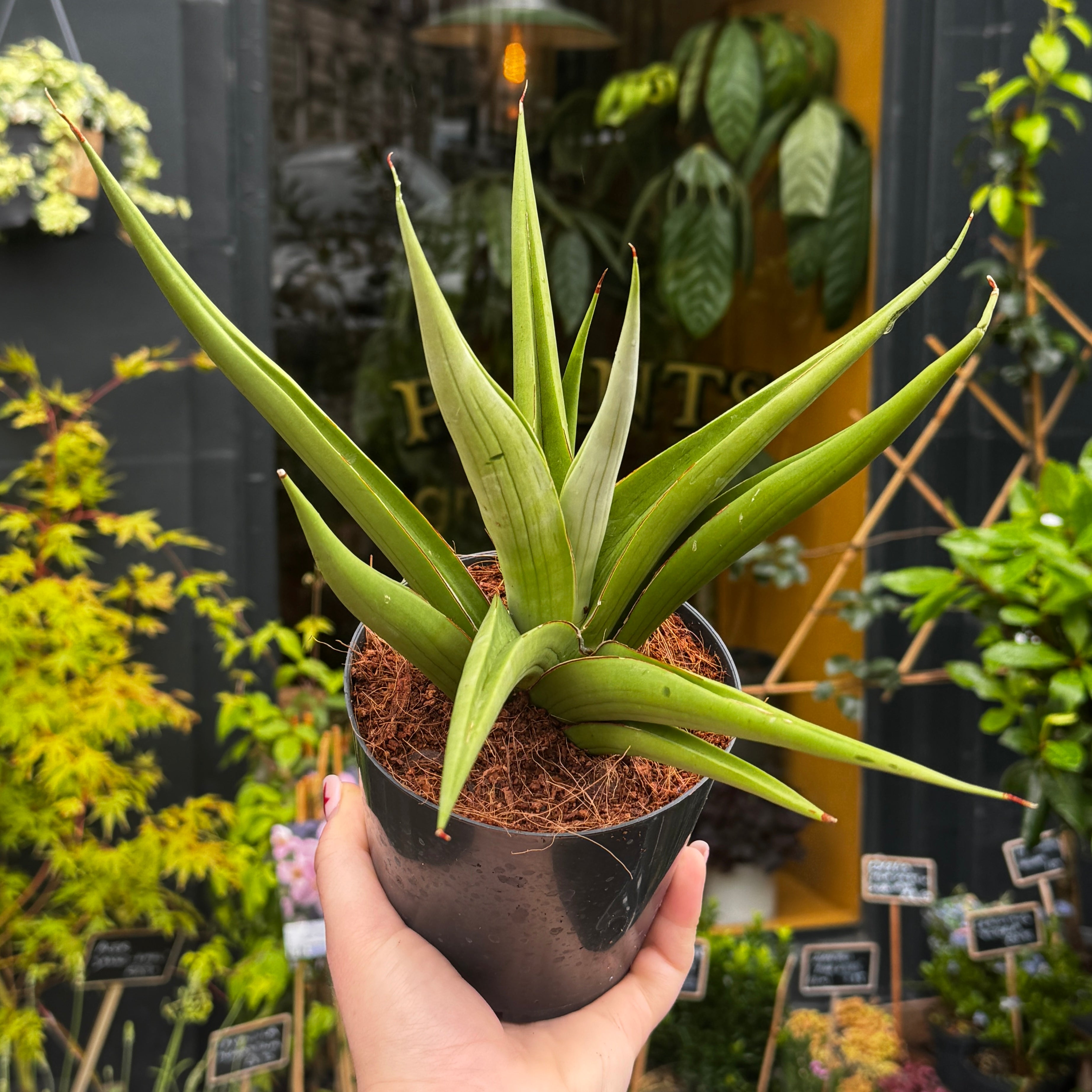 Sansevieria ‘Silver Syreni’