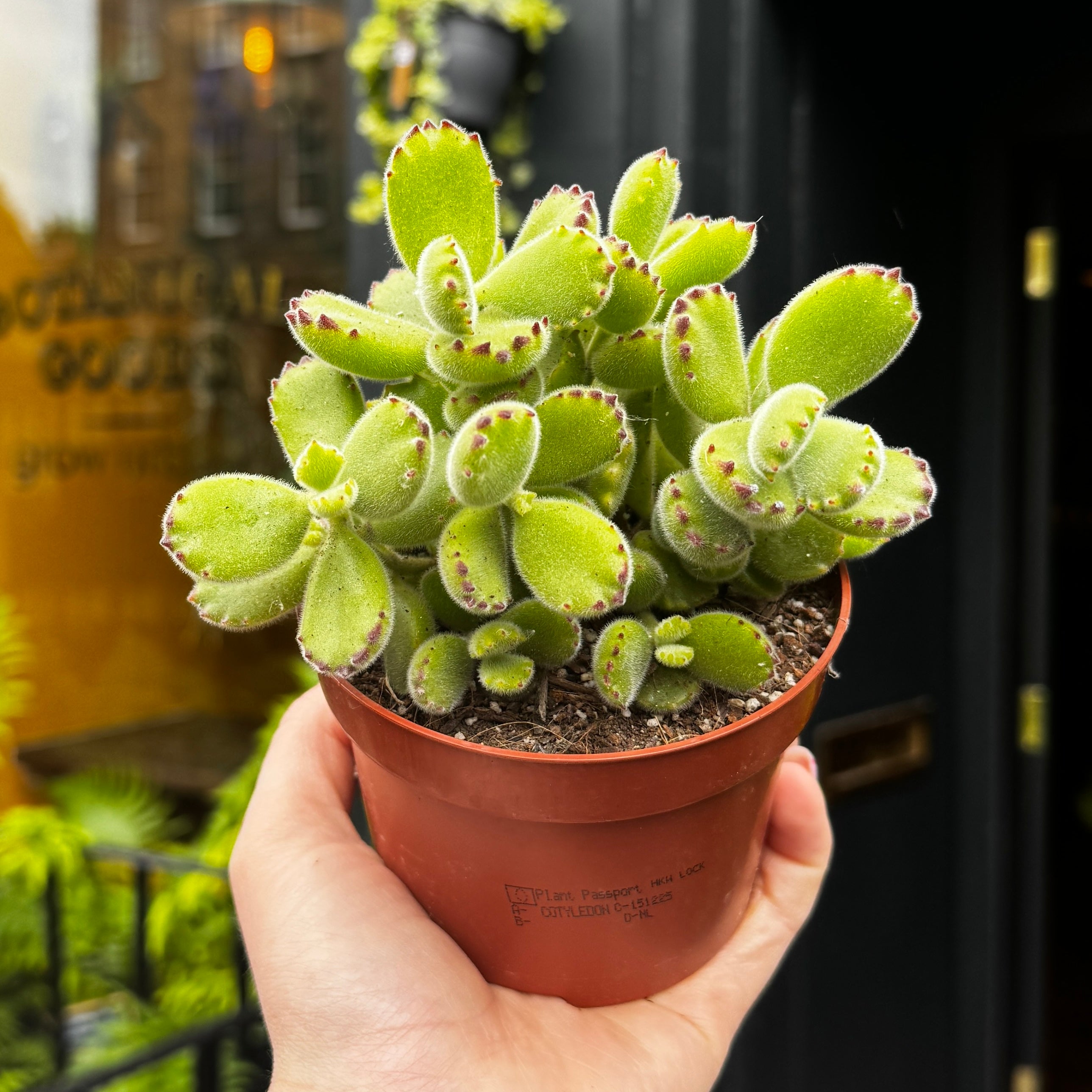 Cotyledon ladismithiensis