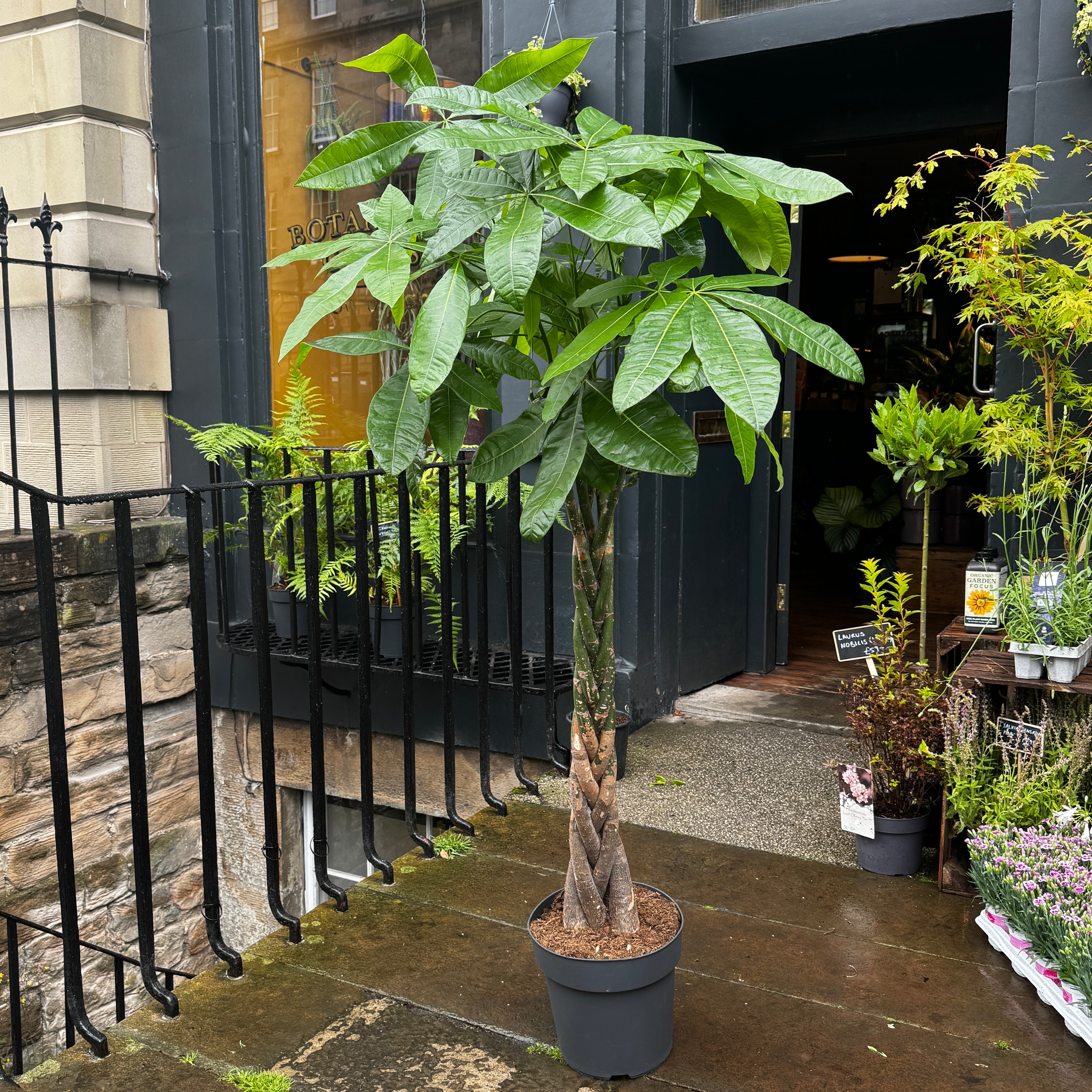 Pachira aquatica (160cm)