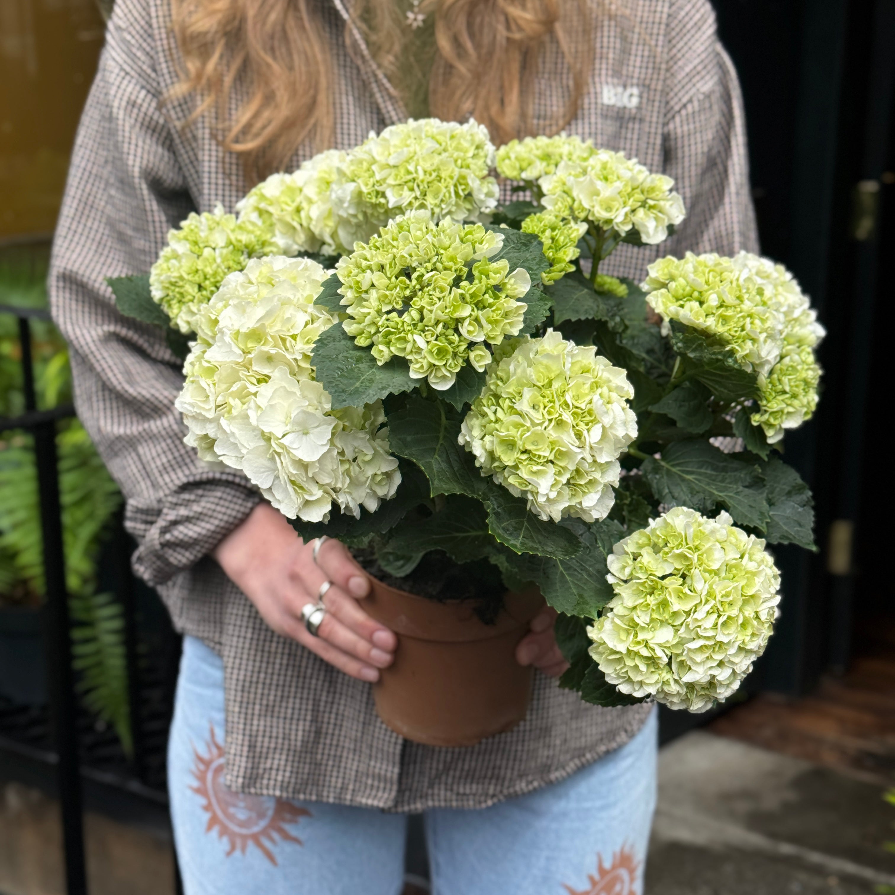 Hydrangea Mophead Mix