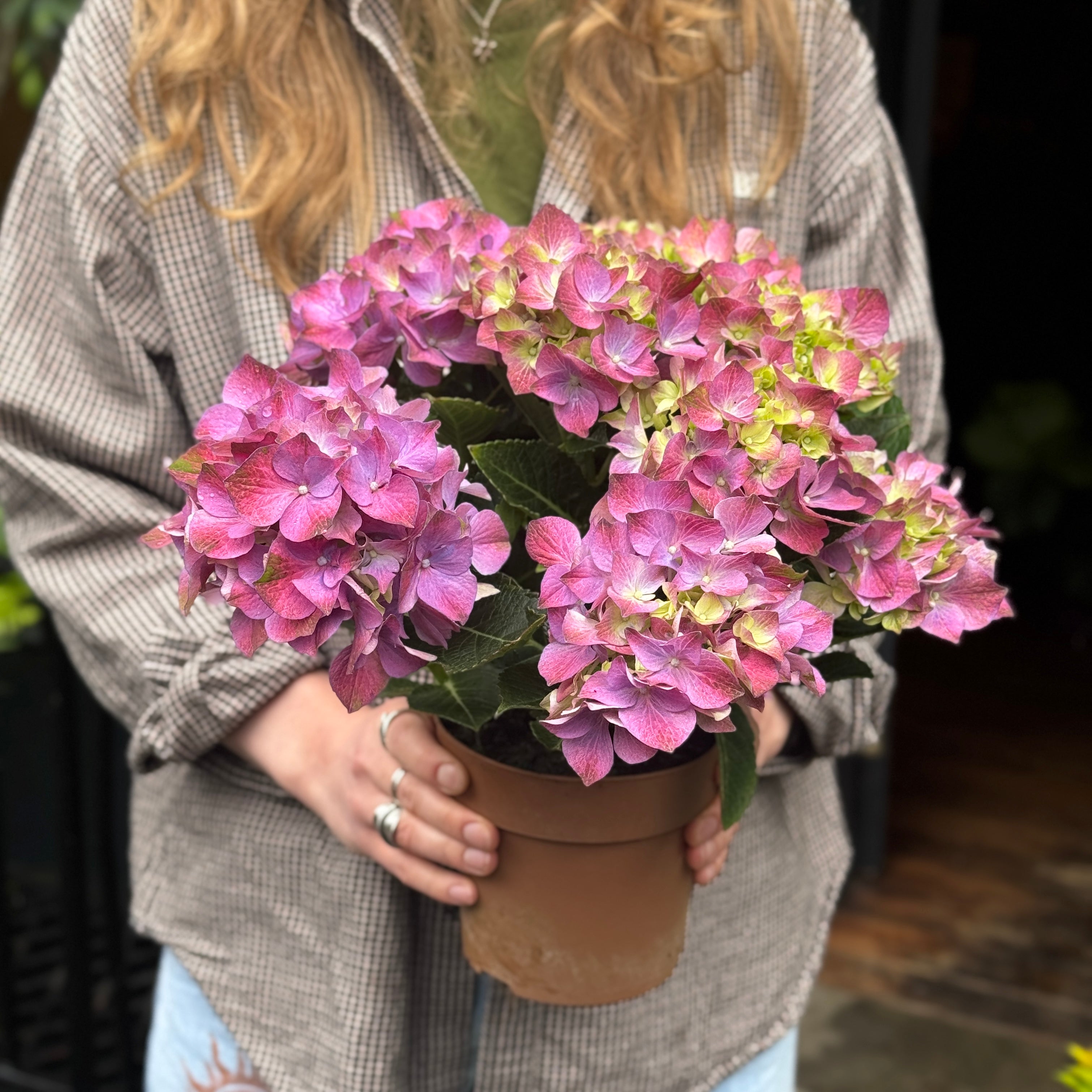 Hydrangea Mophead Mix