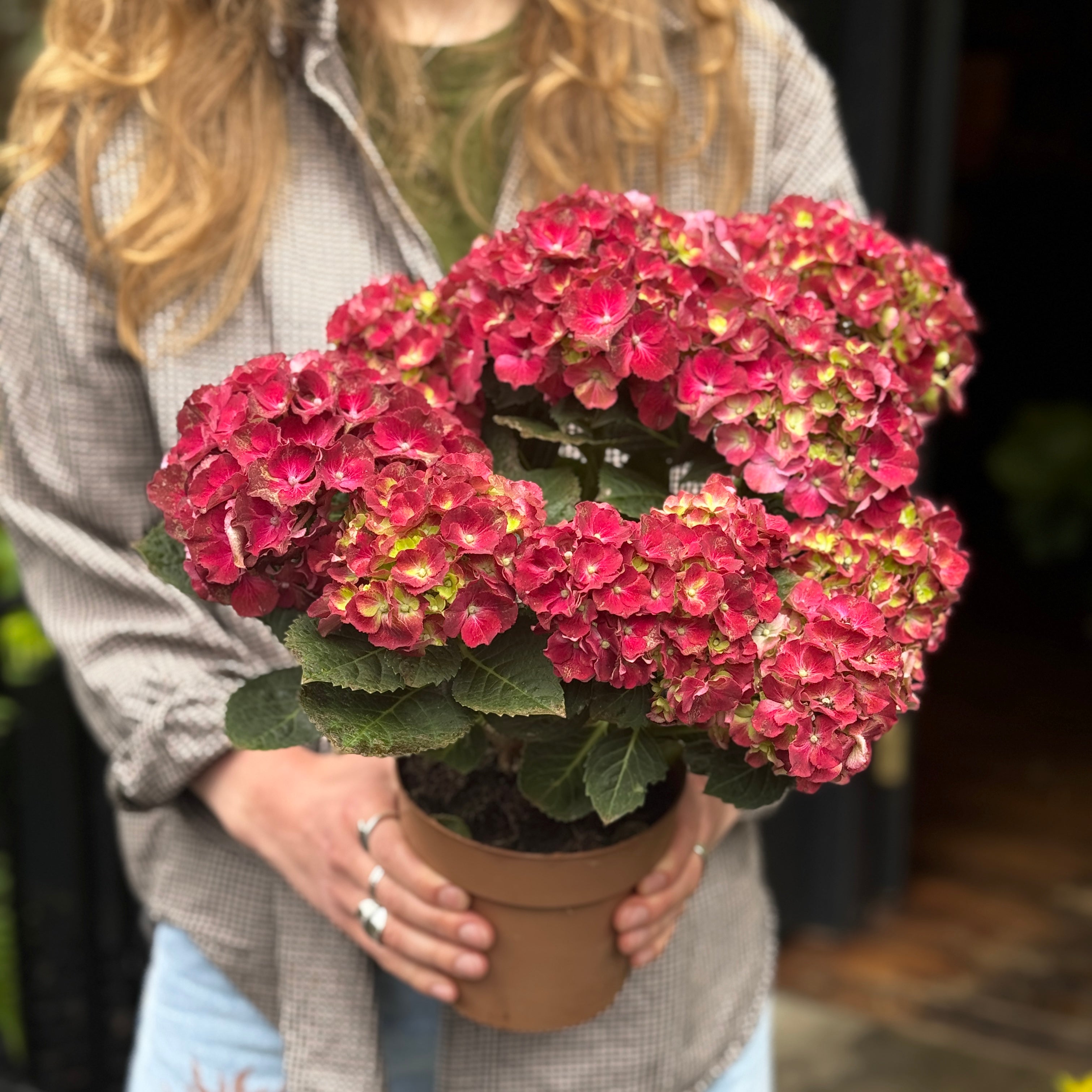 Hydrangea Mophead Mix