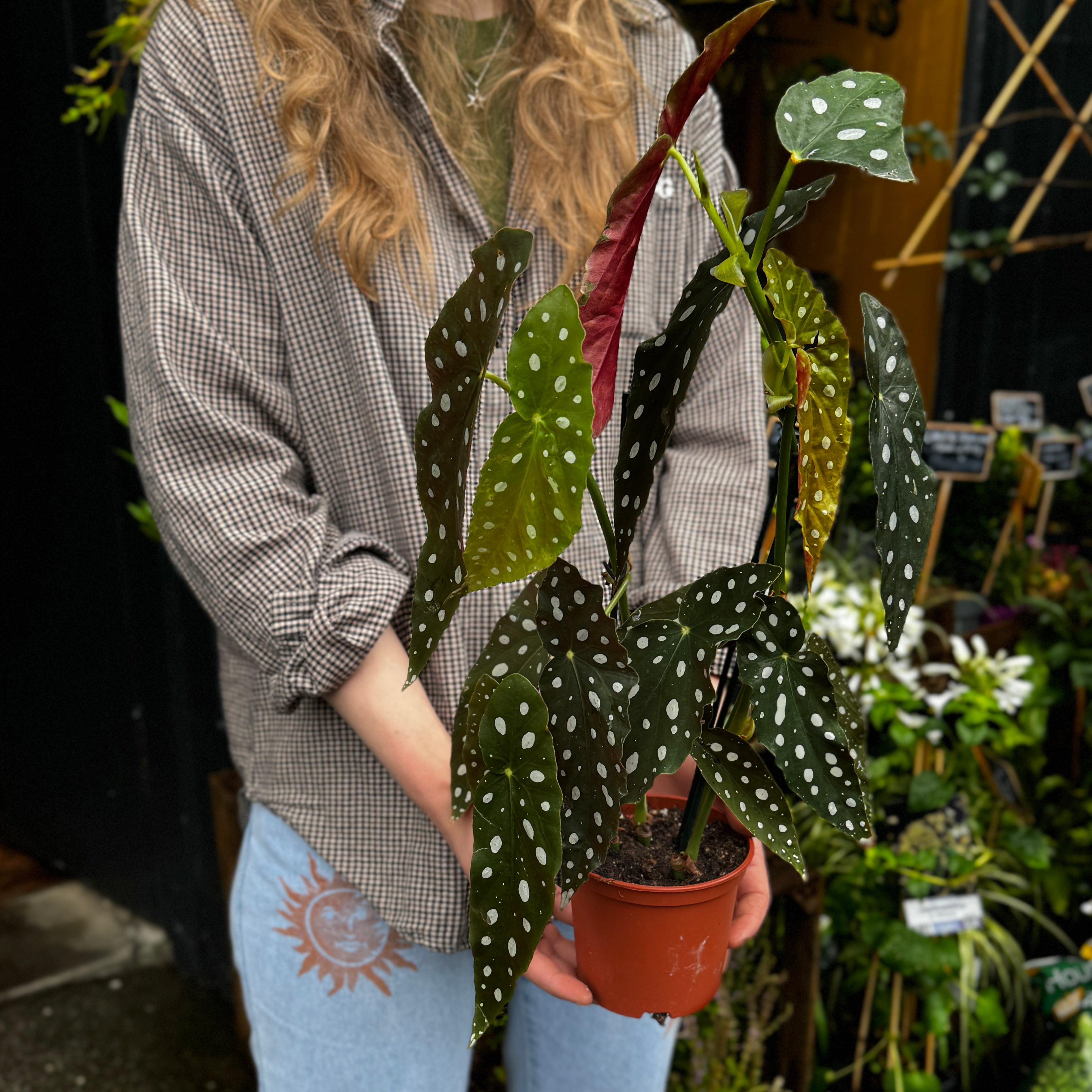 Begonia maculata