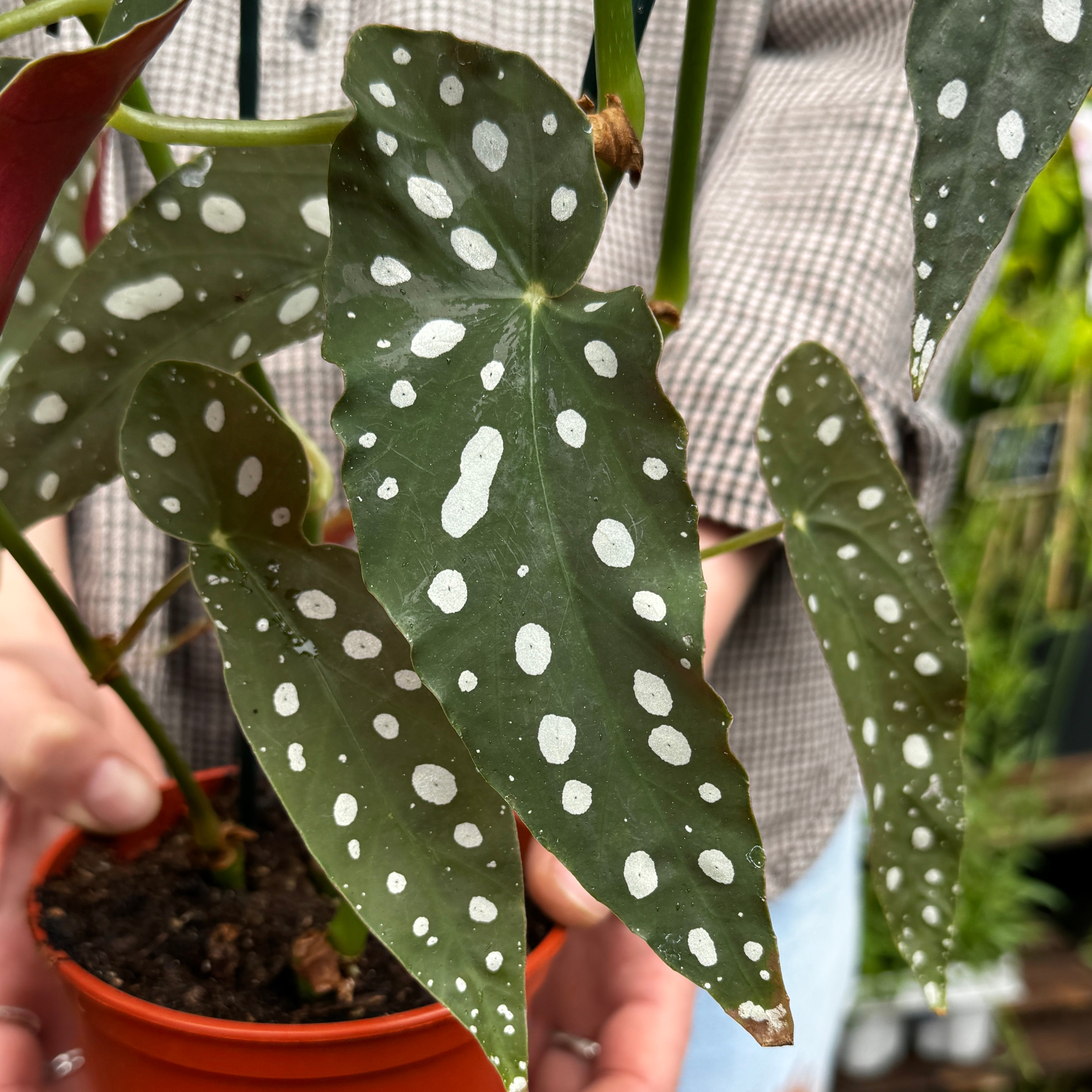 Begonia maculata
