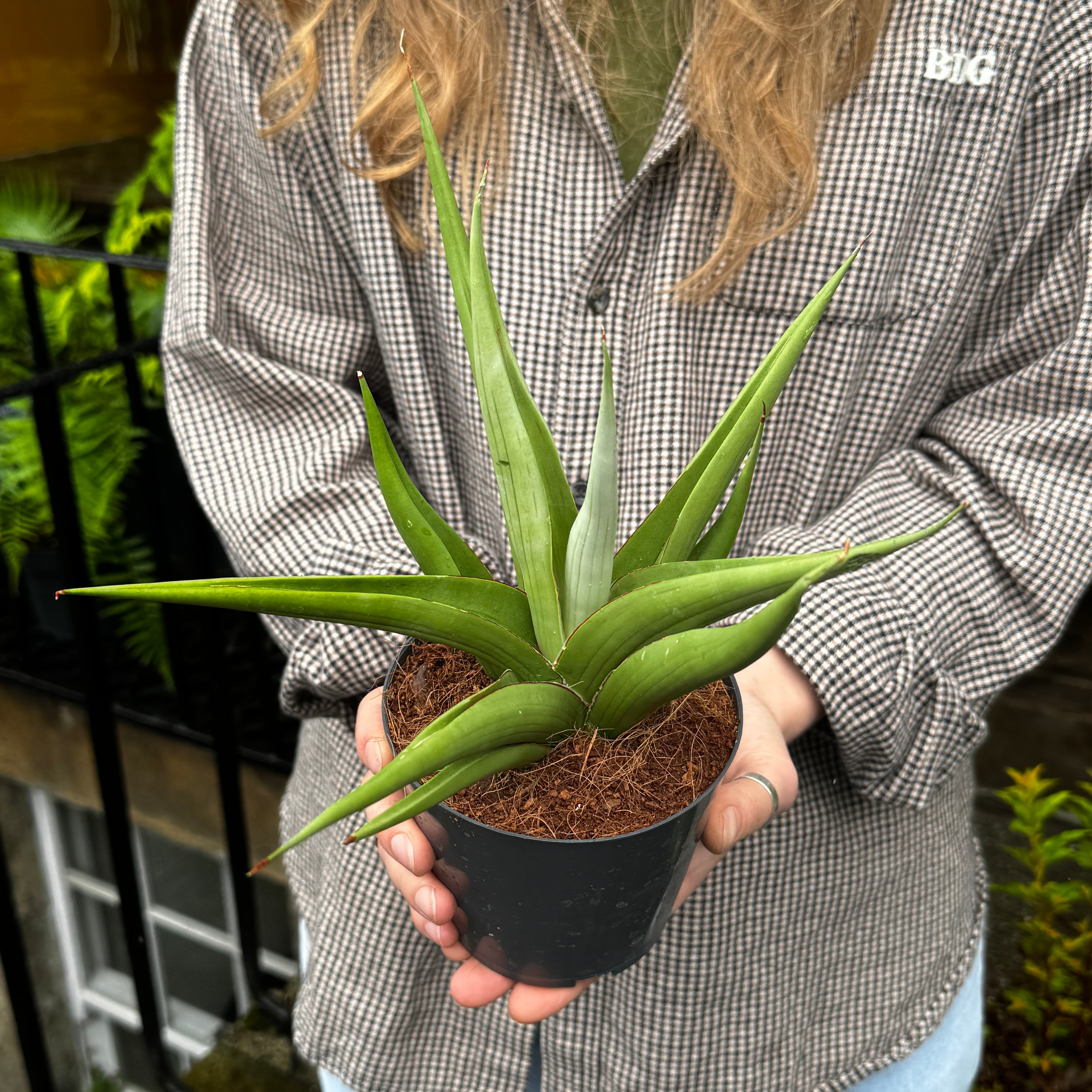 Sansevieria ‘Silver Syreni’