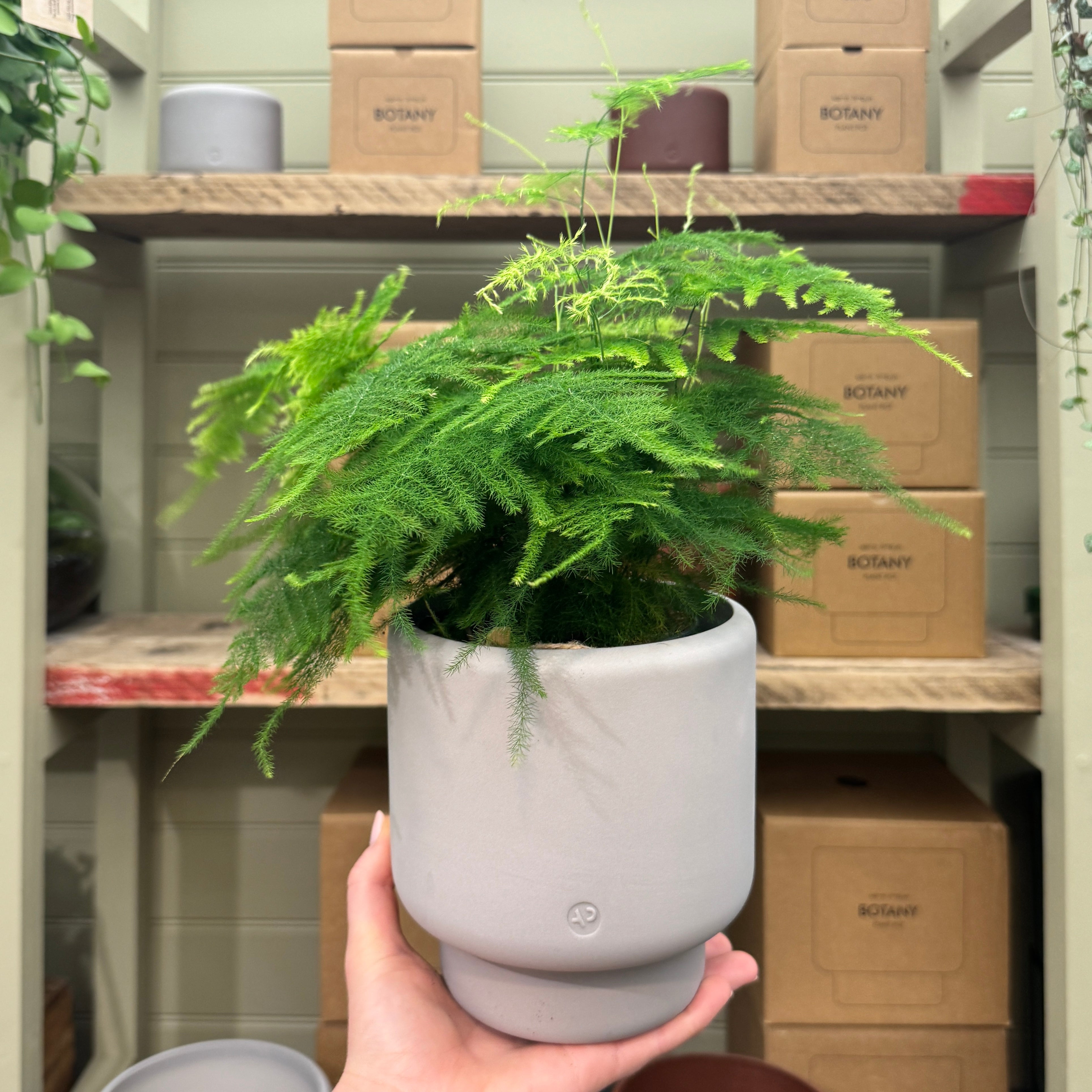 Aaron Probyn Botany Pot - Concrete Grey