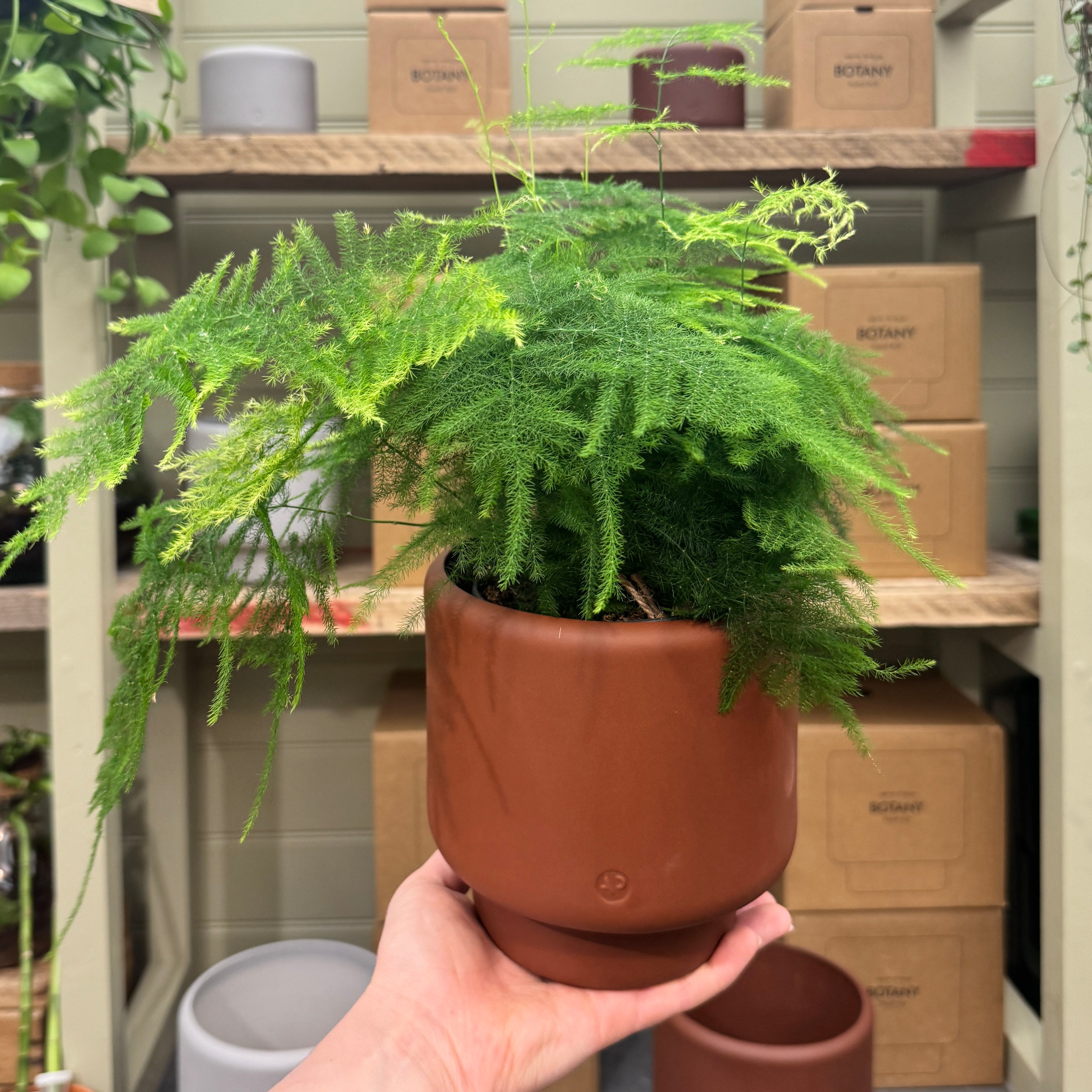 Aaron Probyn Botany Pot - Dark Terracotta