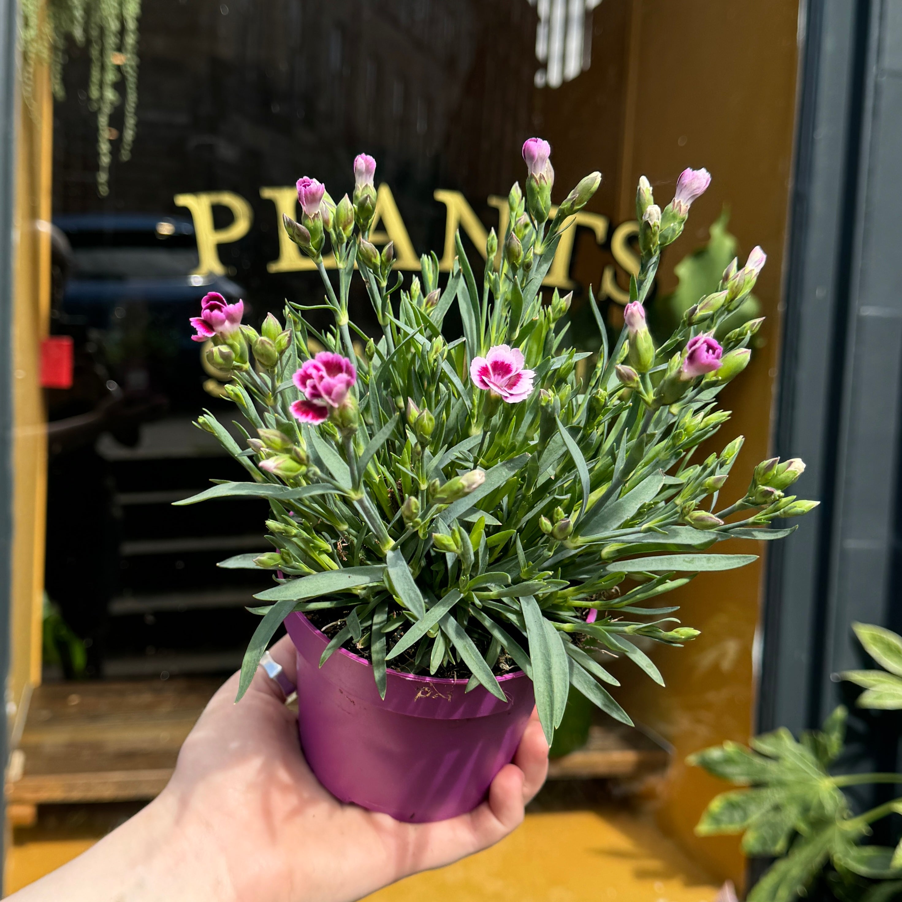 Dianthus 'Pink Kisses' (12cm pot)
