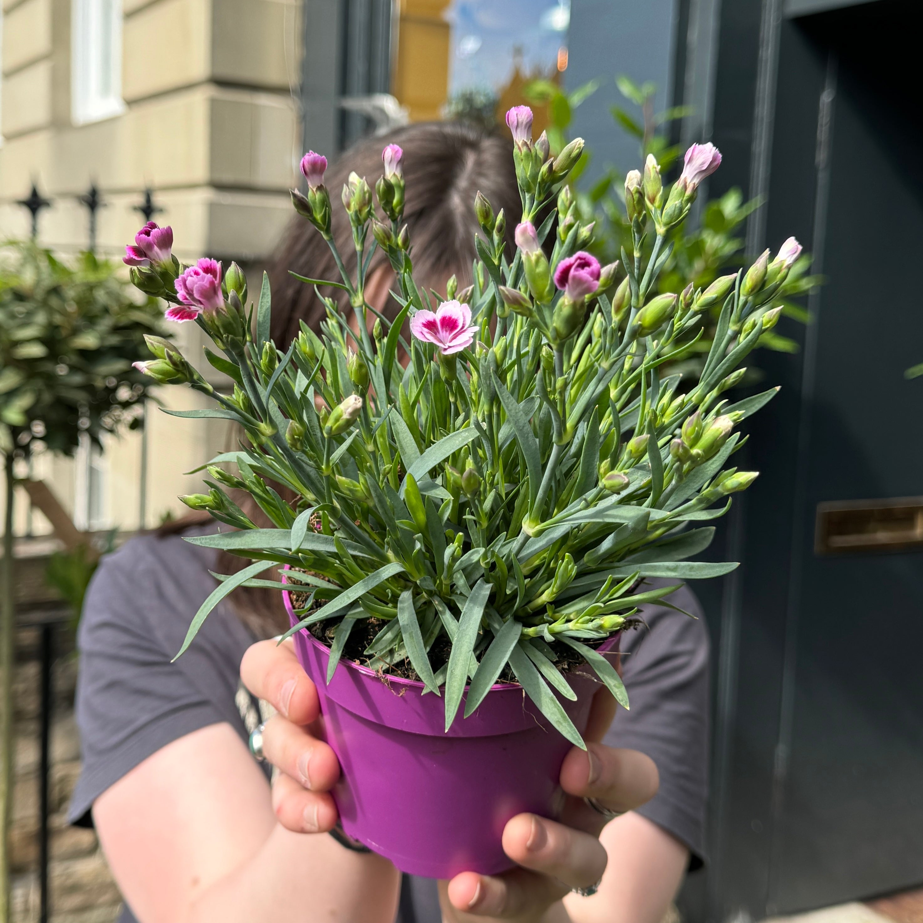 Dianthus 'Pink Kisses' (12cm pot)