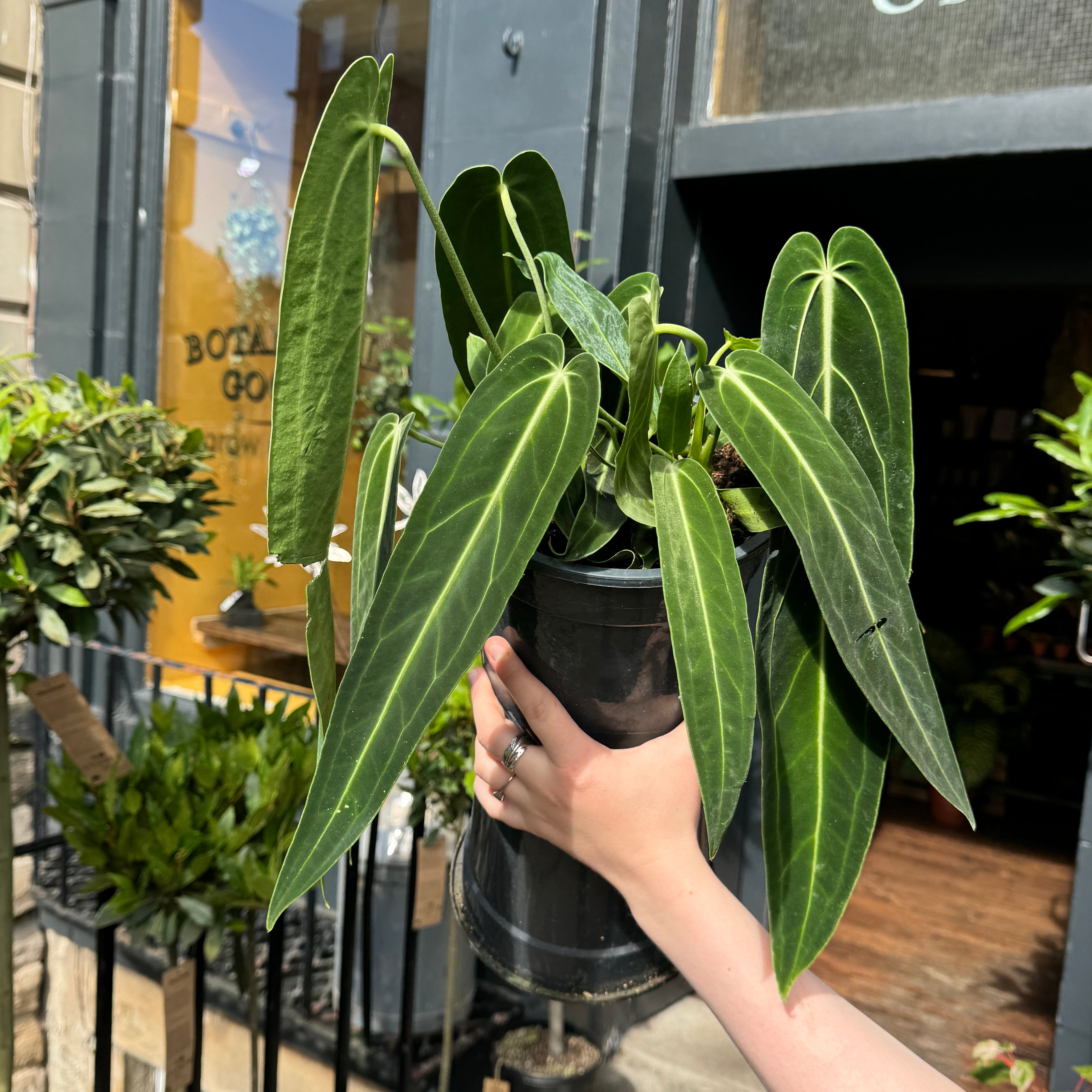 Anthurium warocqueanum