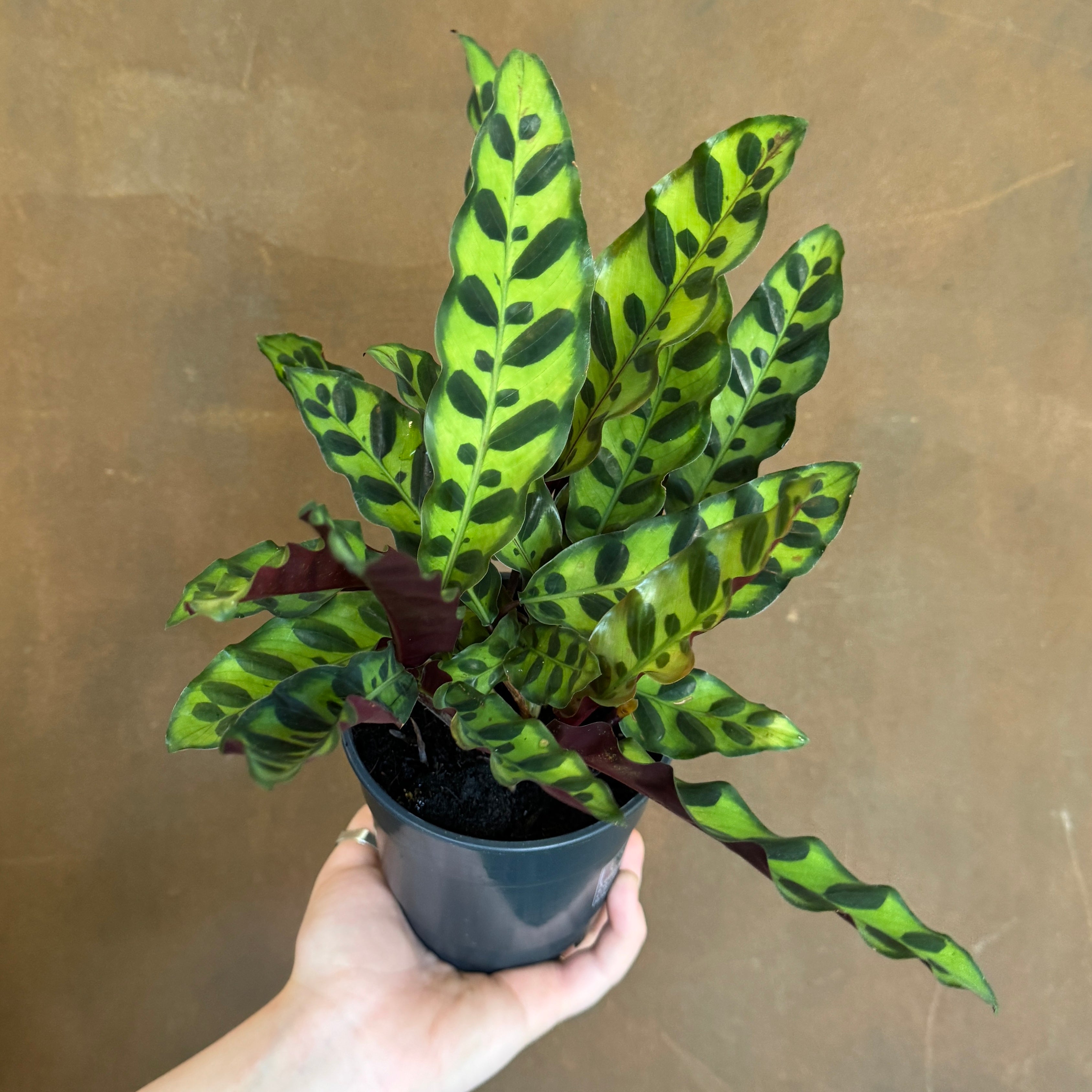 Calathea lancifolia (12cm pot)