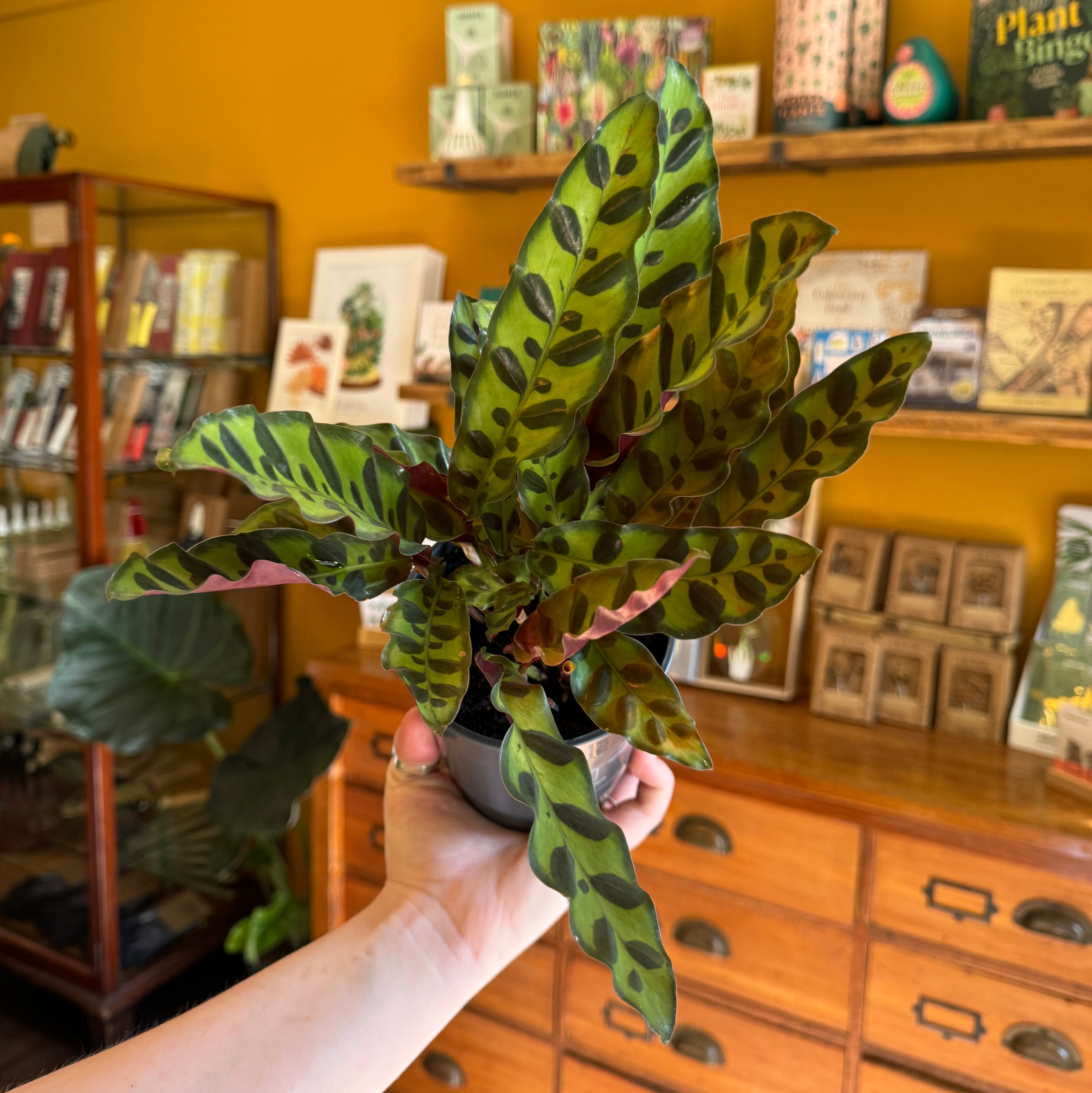 Calathea lancifolia (12cm pot)