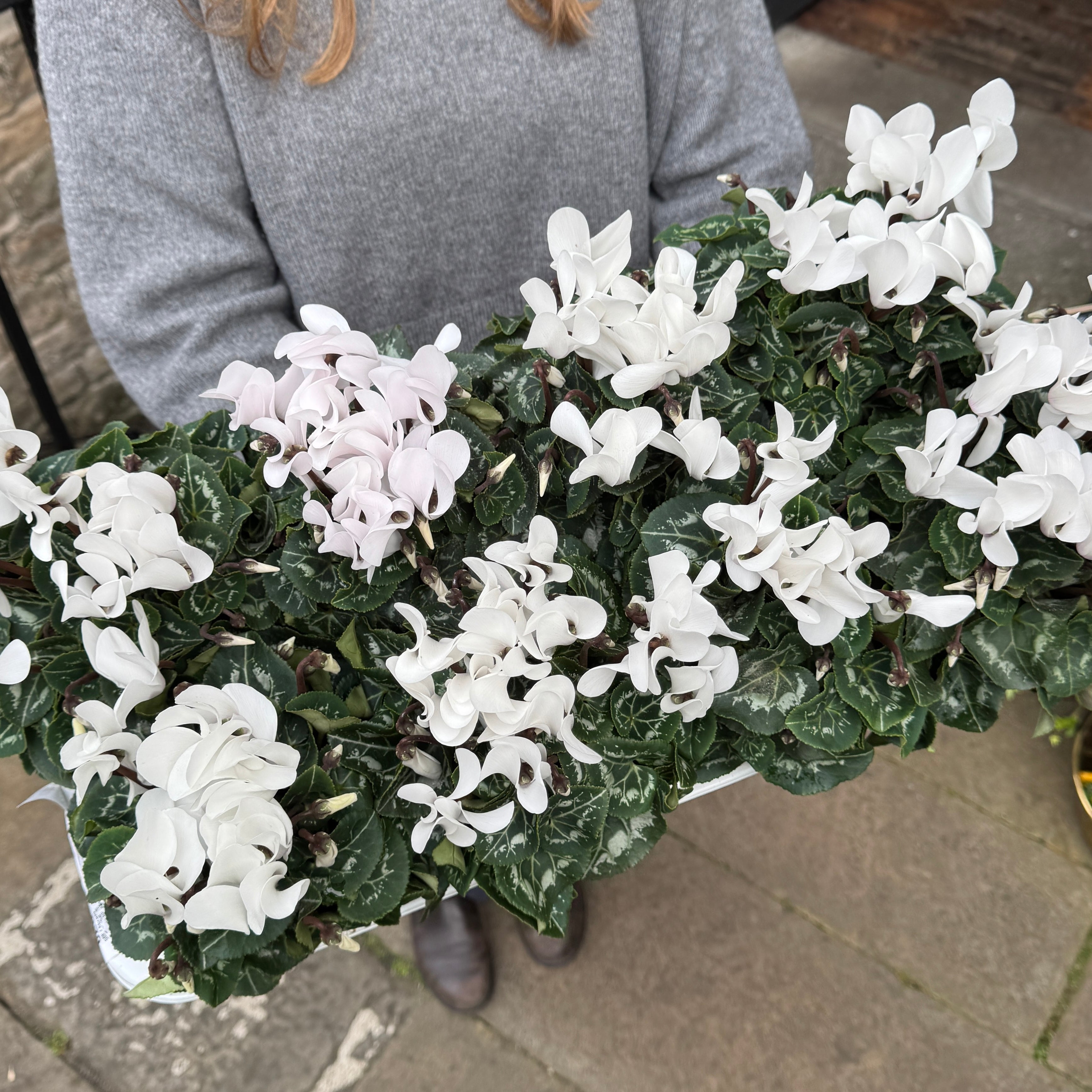 Cyclamen 'Pastel White'
