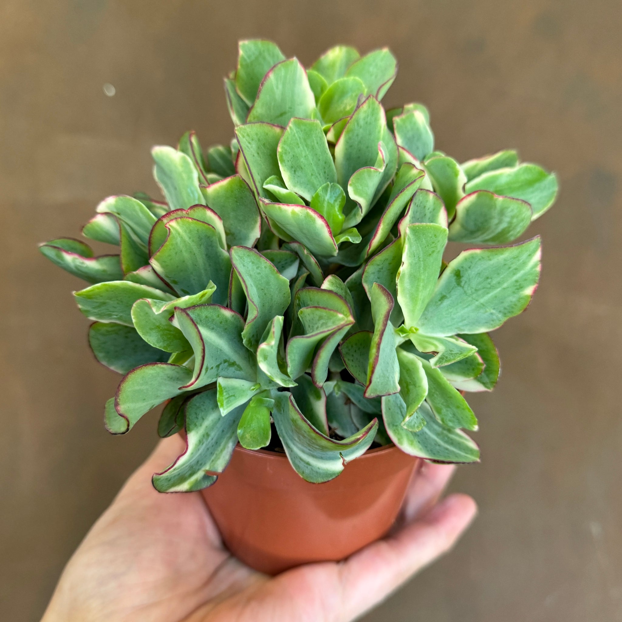 curly green succulent Crassula 'Curly Green Variegata'