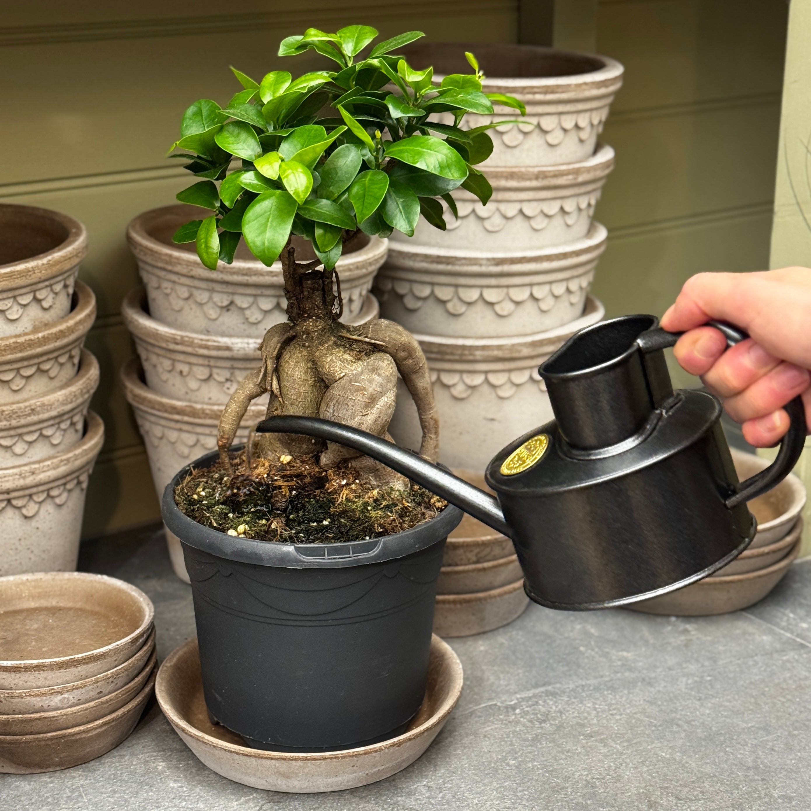 Haws | The Fazeley Flow Graphite - One Pint