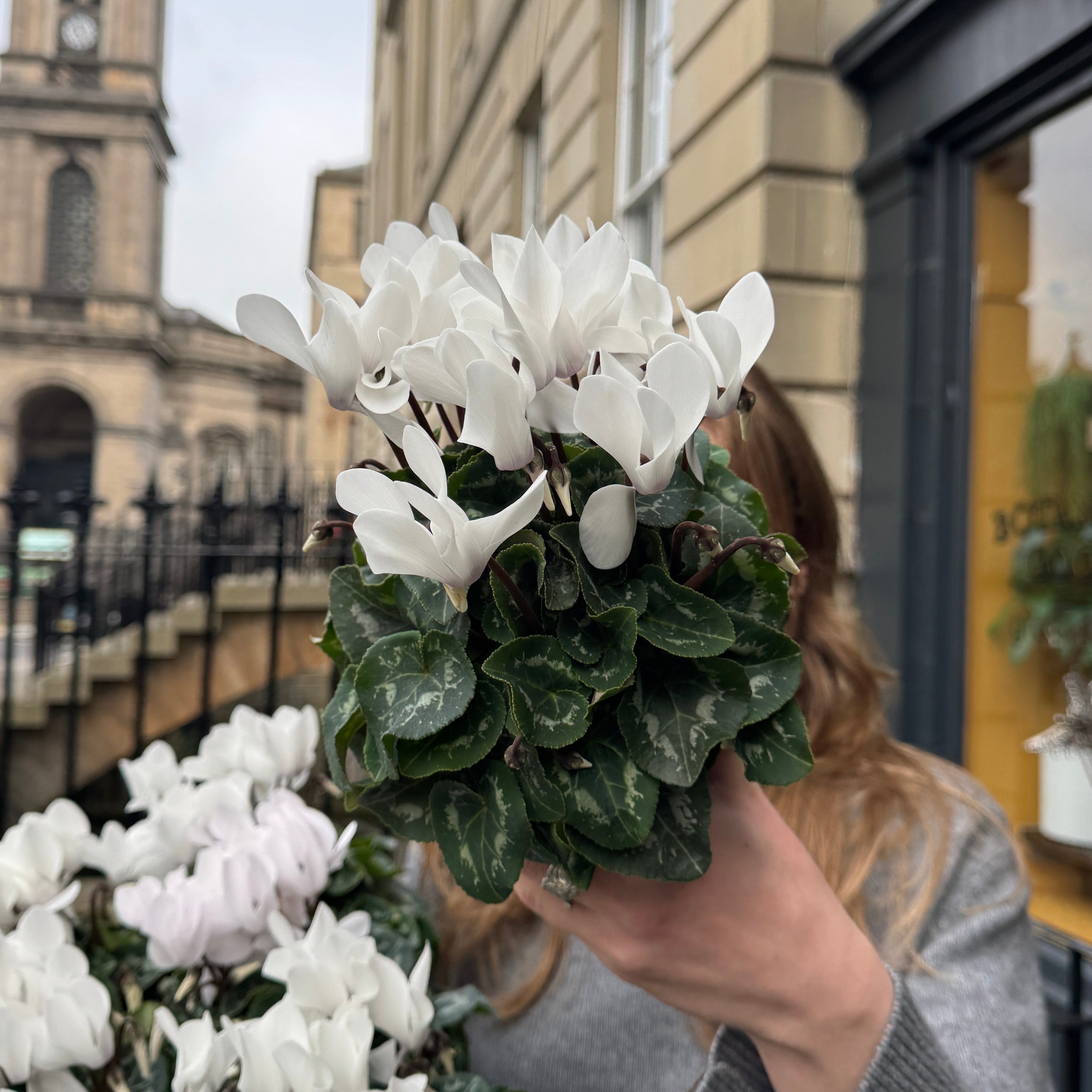 Cyclamen 'Pastel White'