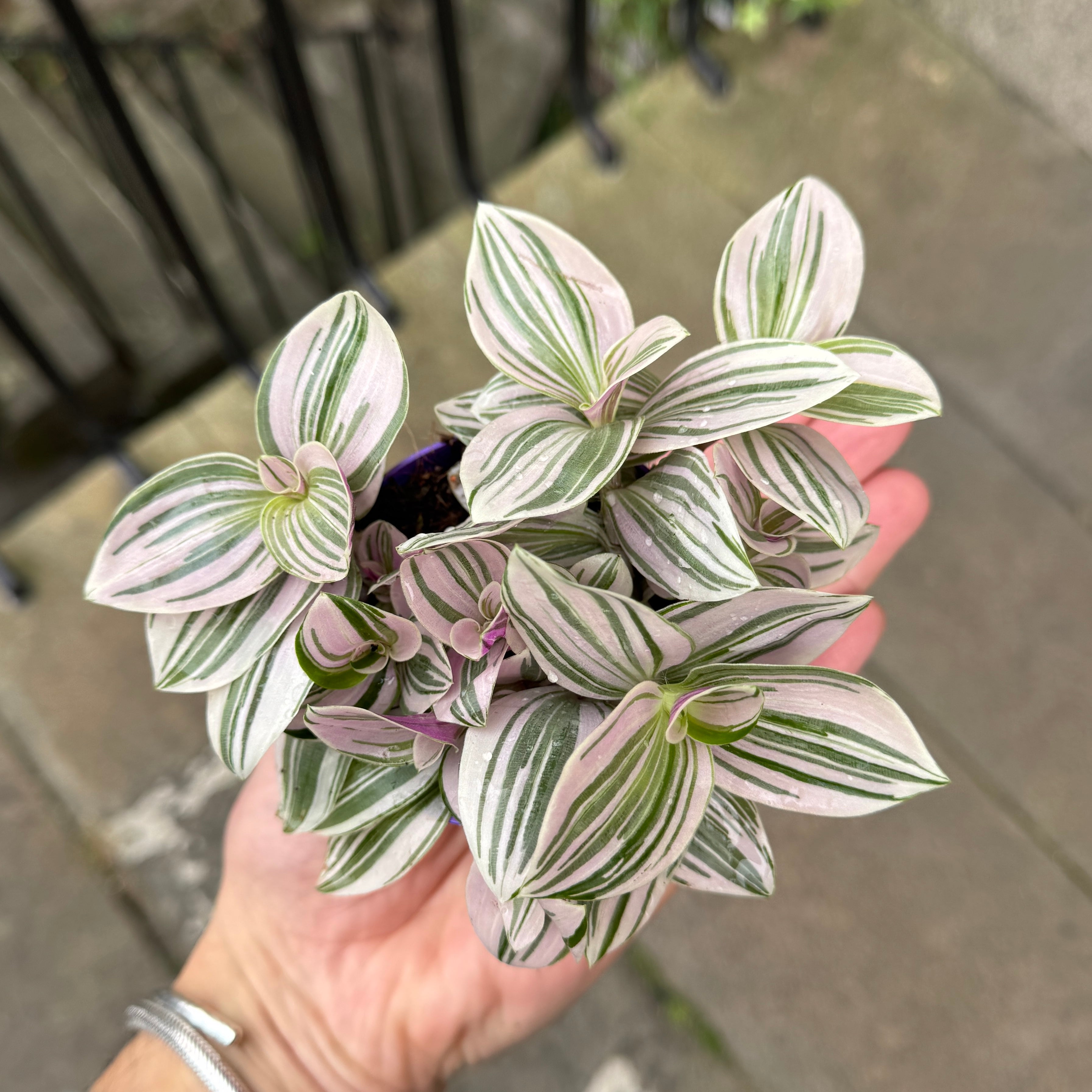 Tradescantia 'Unicorn'