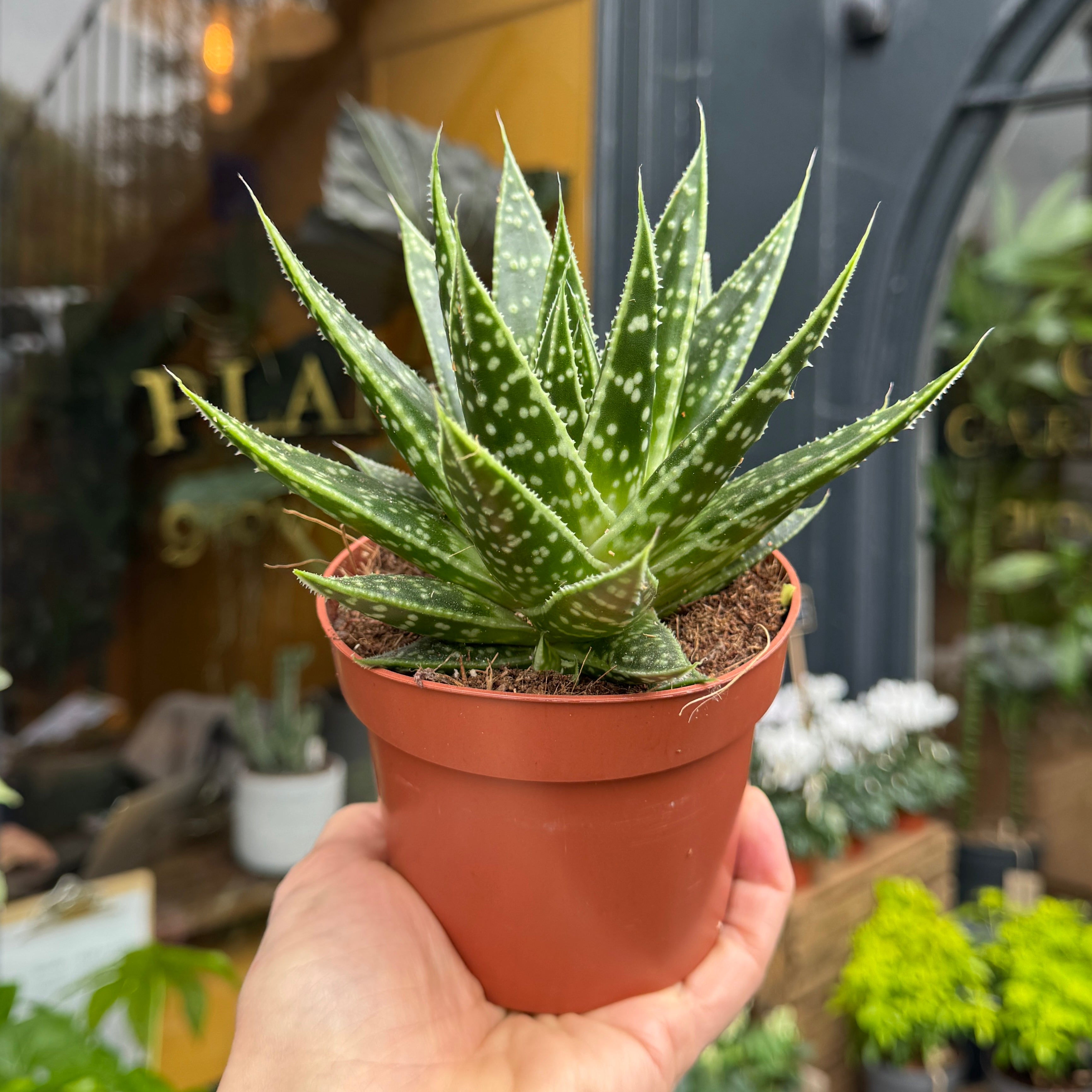 xGasteraloe 'Tess'