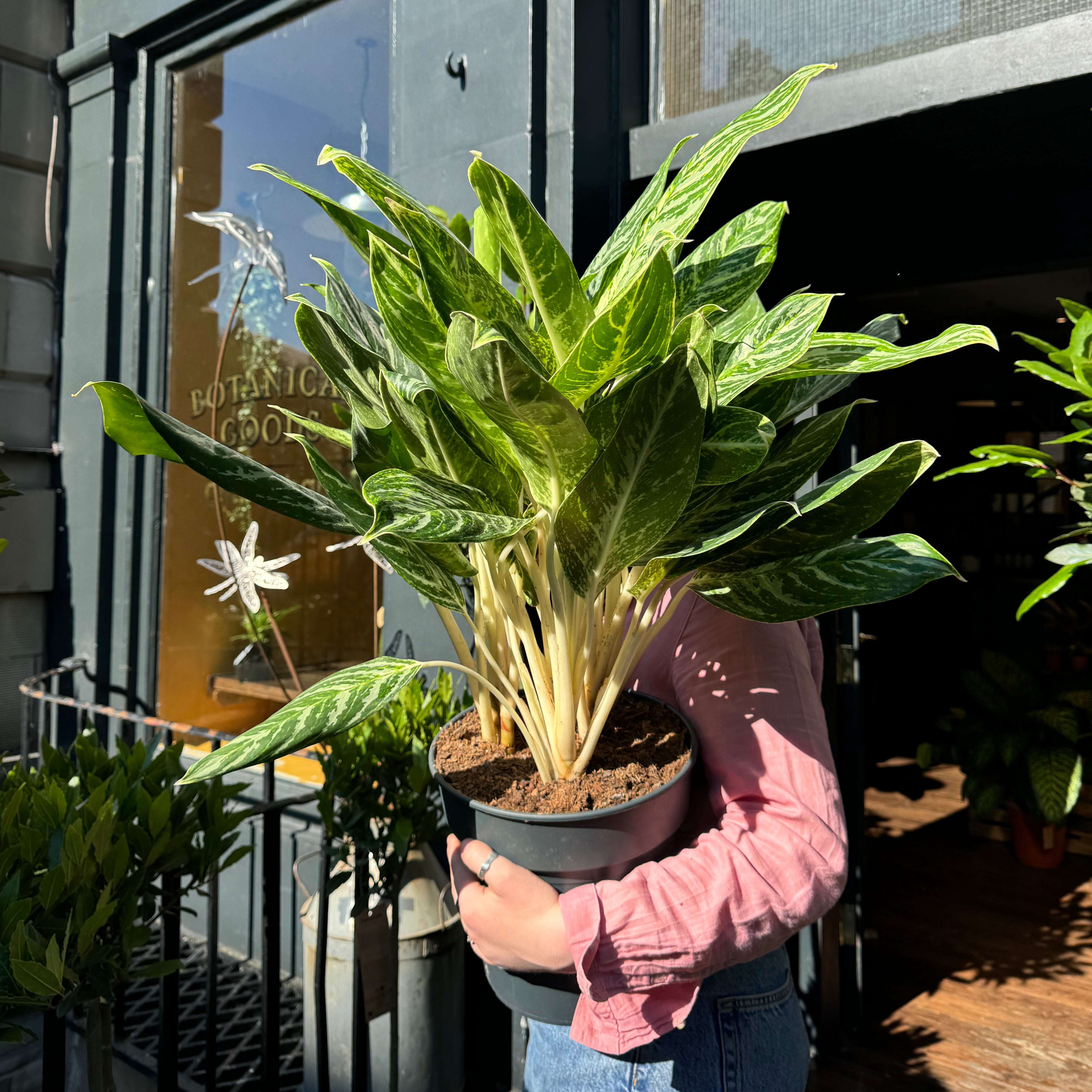 Aglaonema 'Golden Madonna'