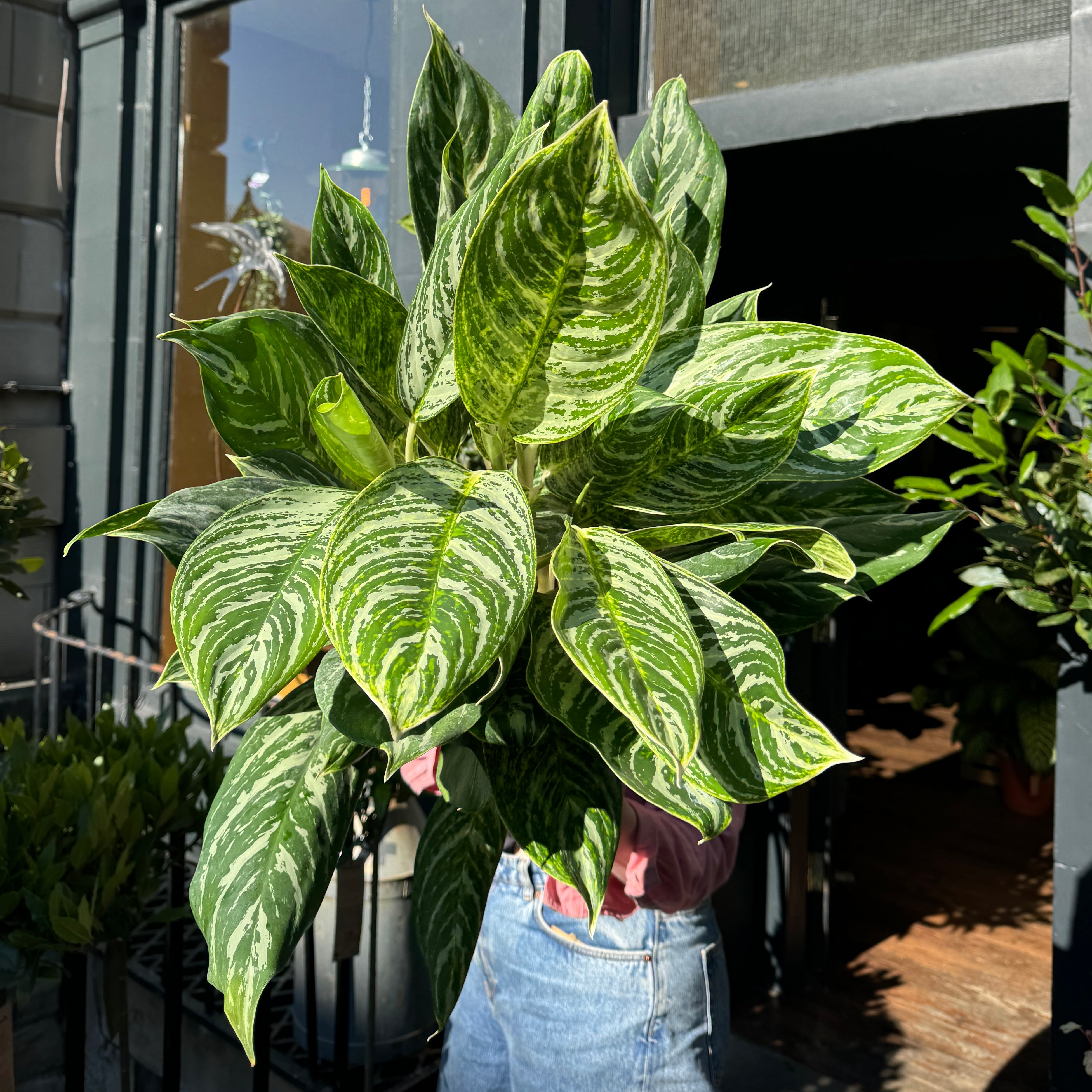 Aglaonema 'Golden Madonna'