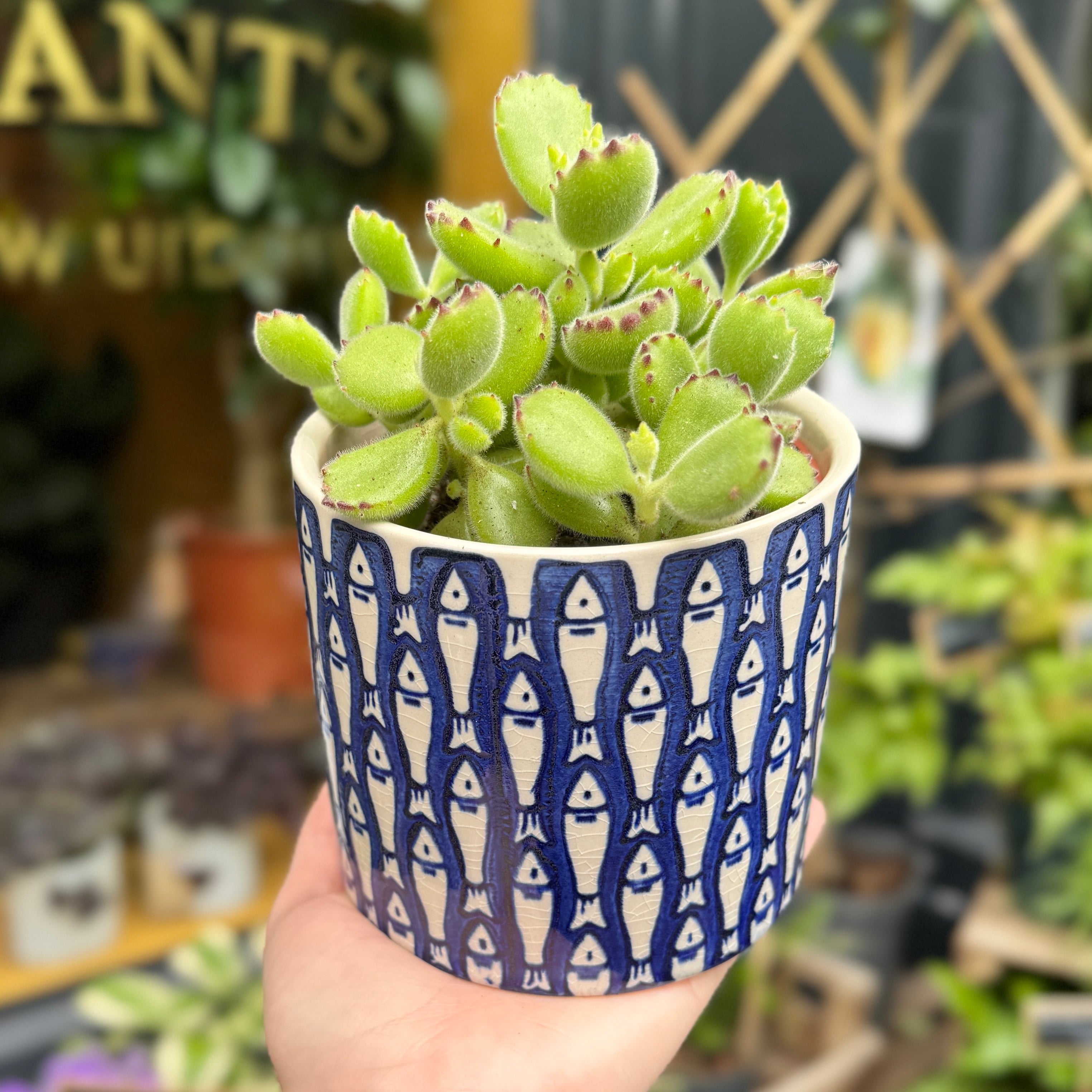 Small green succulent plant in a blue and white fish patterned plant pot held in front of a blurred outdoor plant setting.