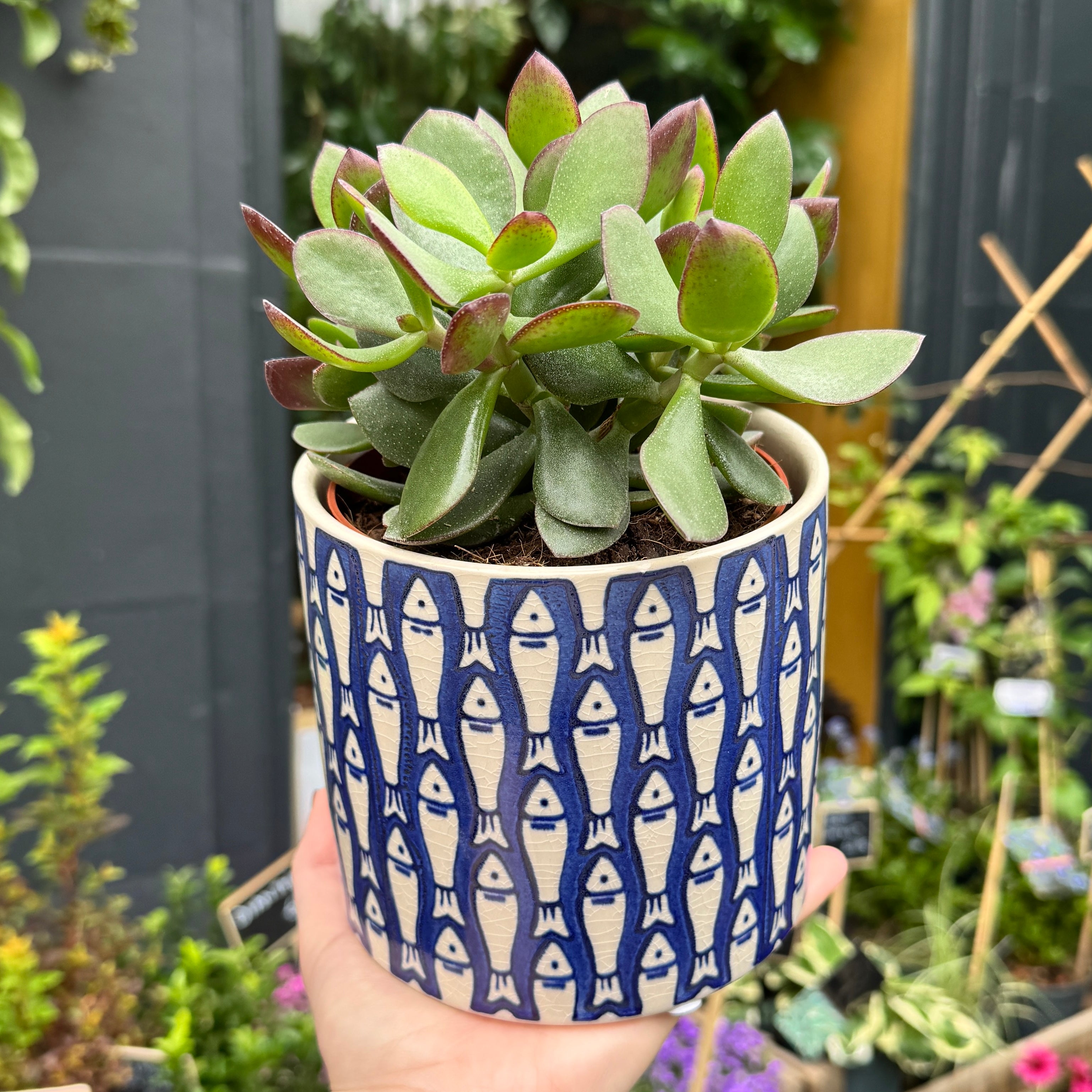 Blue Fish Pattern Plant Pot | 14cm