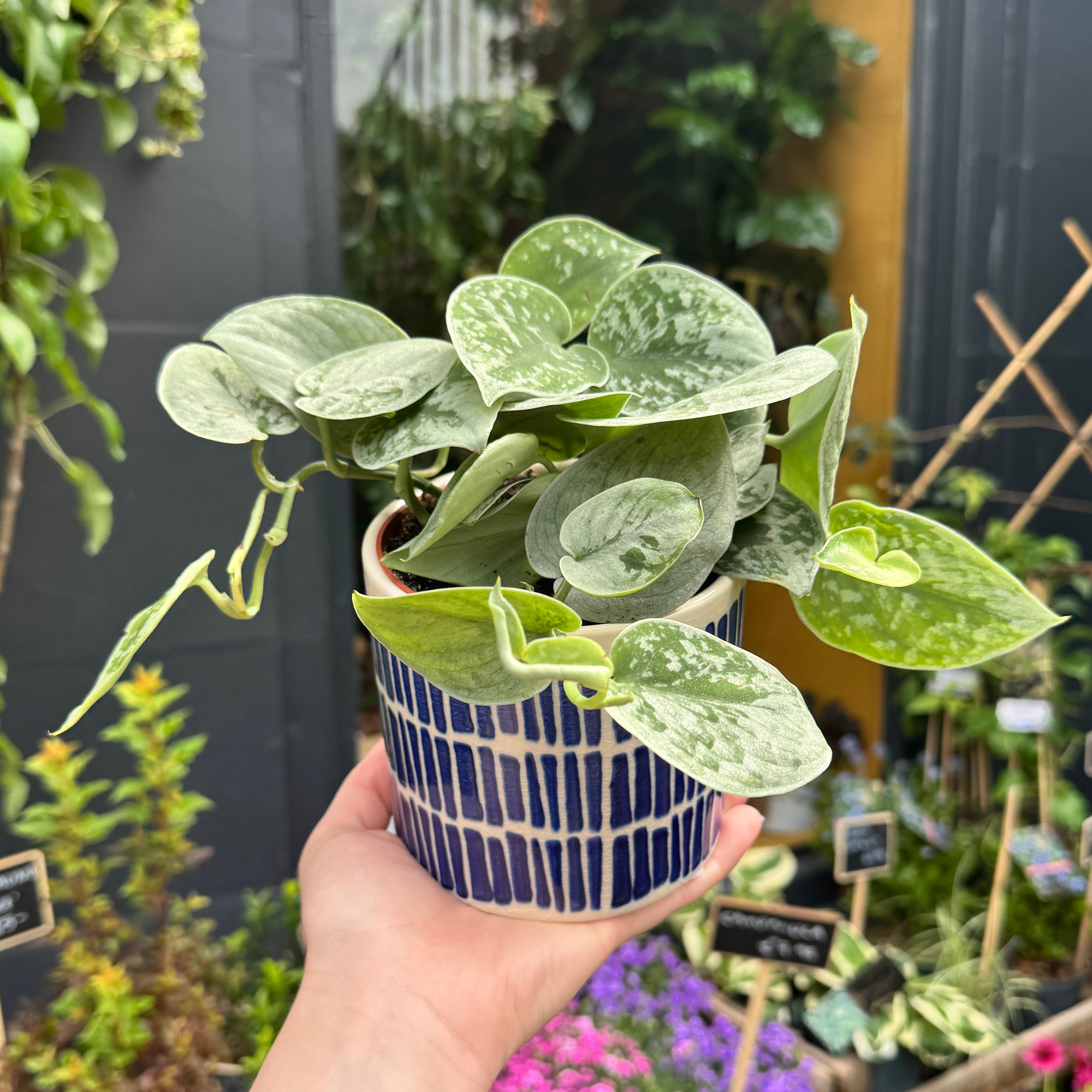 Blue Stripes Plant Pot | 12cm