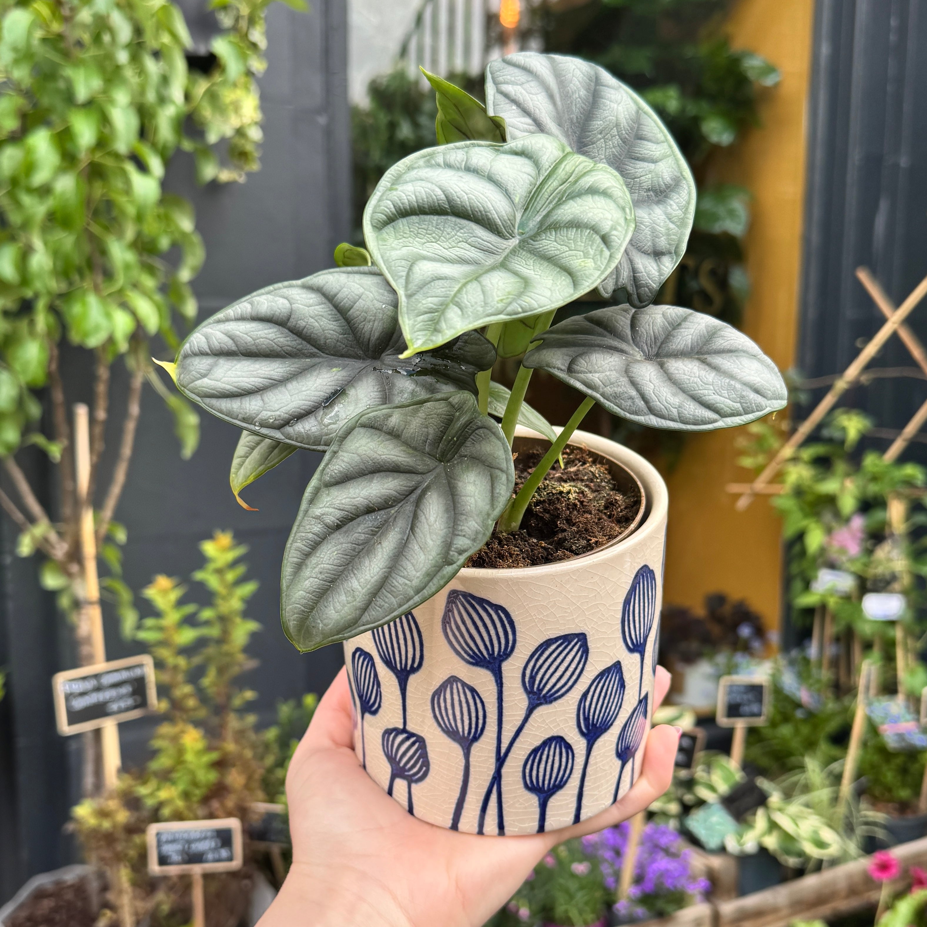 Blue Seed Head Plant Pot | 12cm