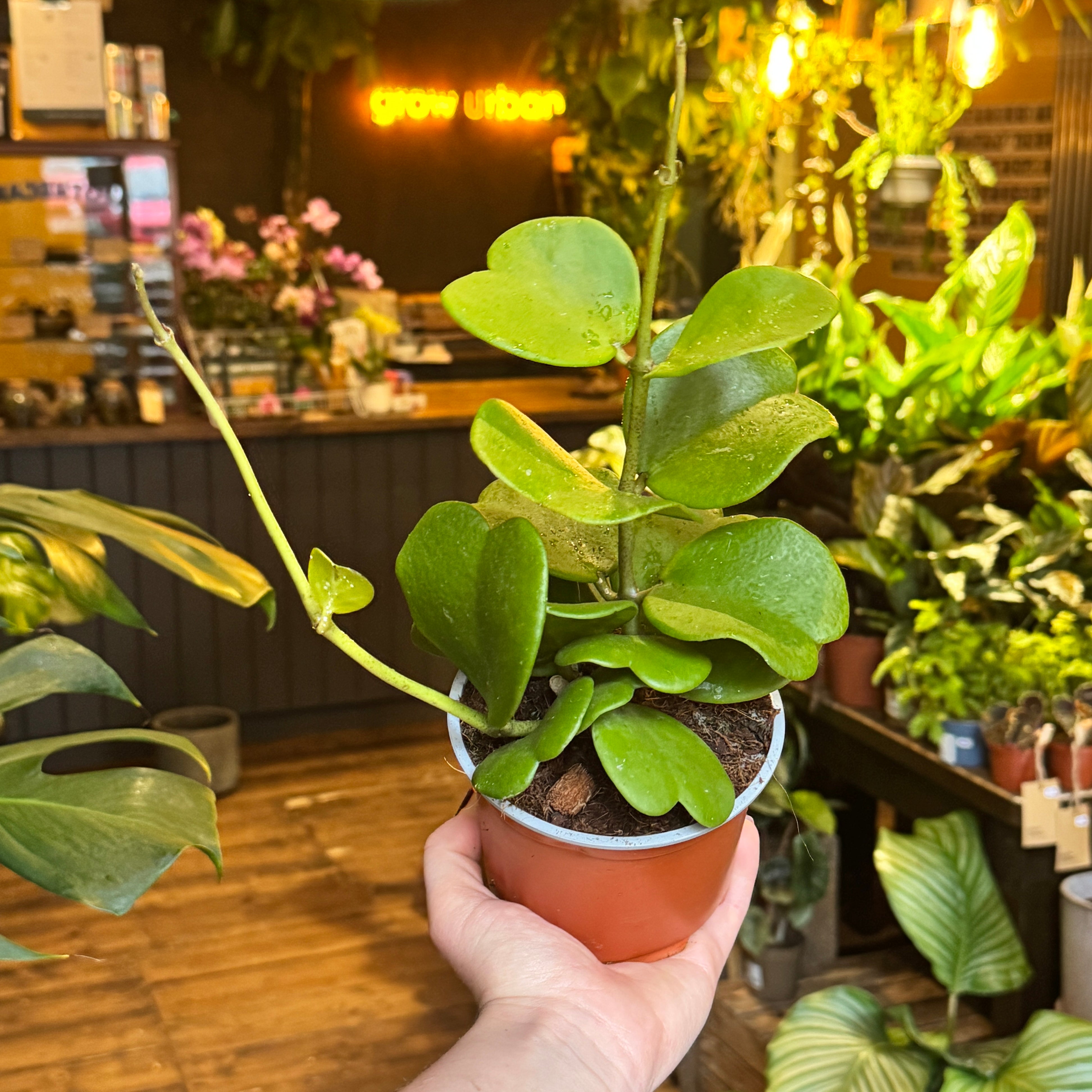 Hoya kerrii (Vining Form)