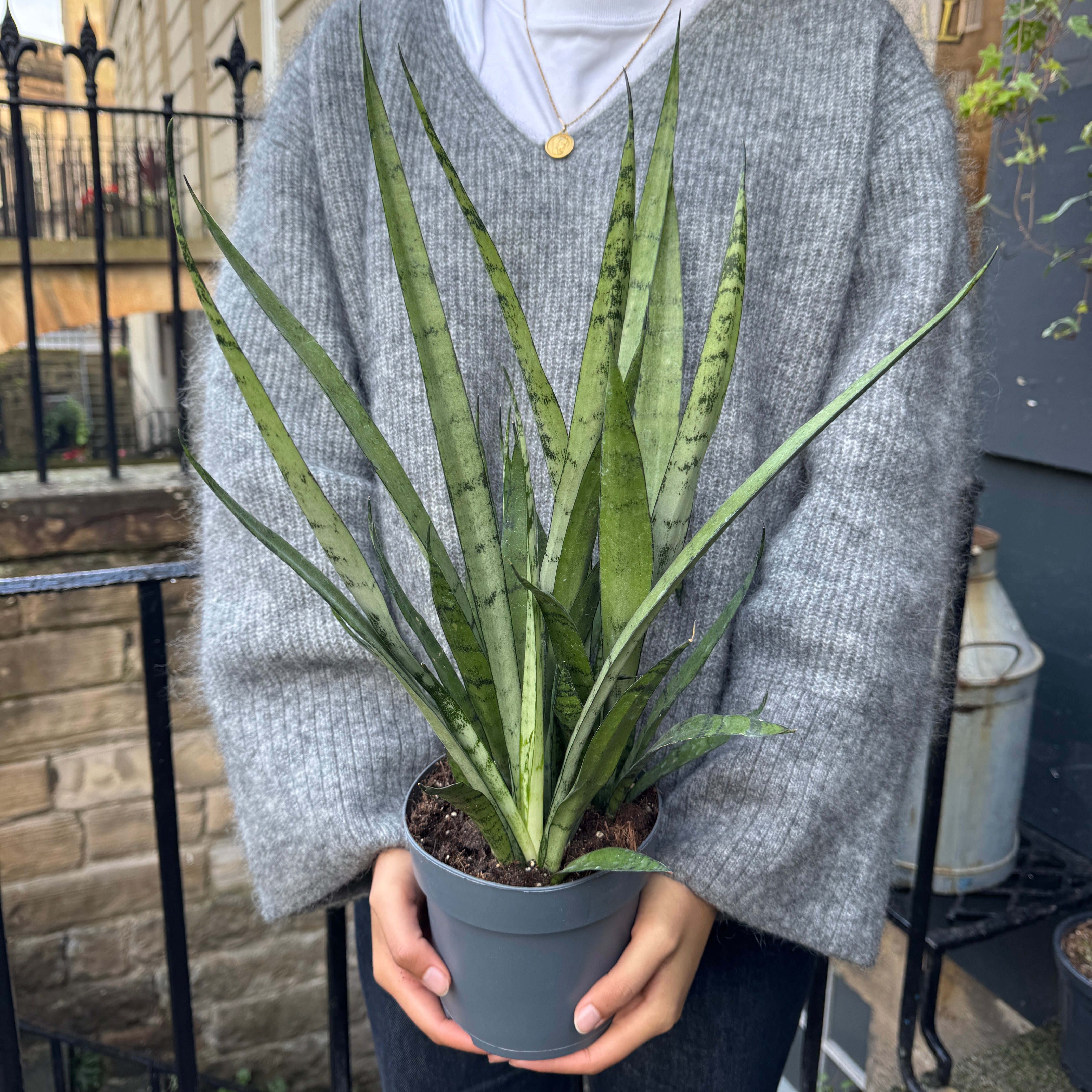 Sansevieria 'Silver Princess'
