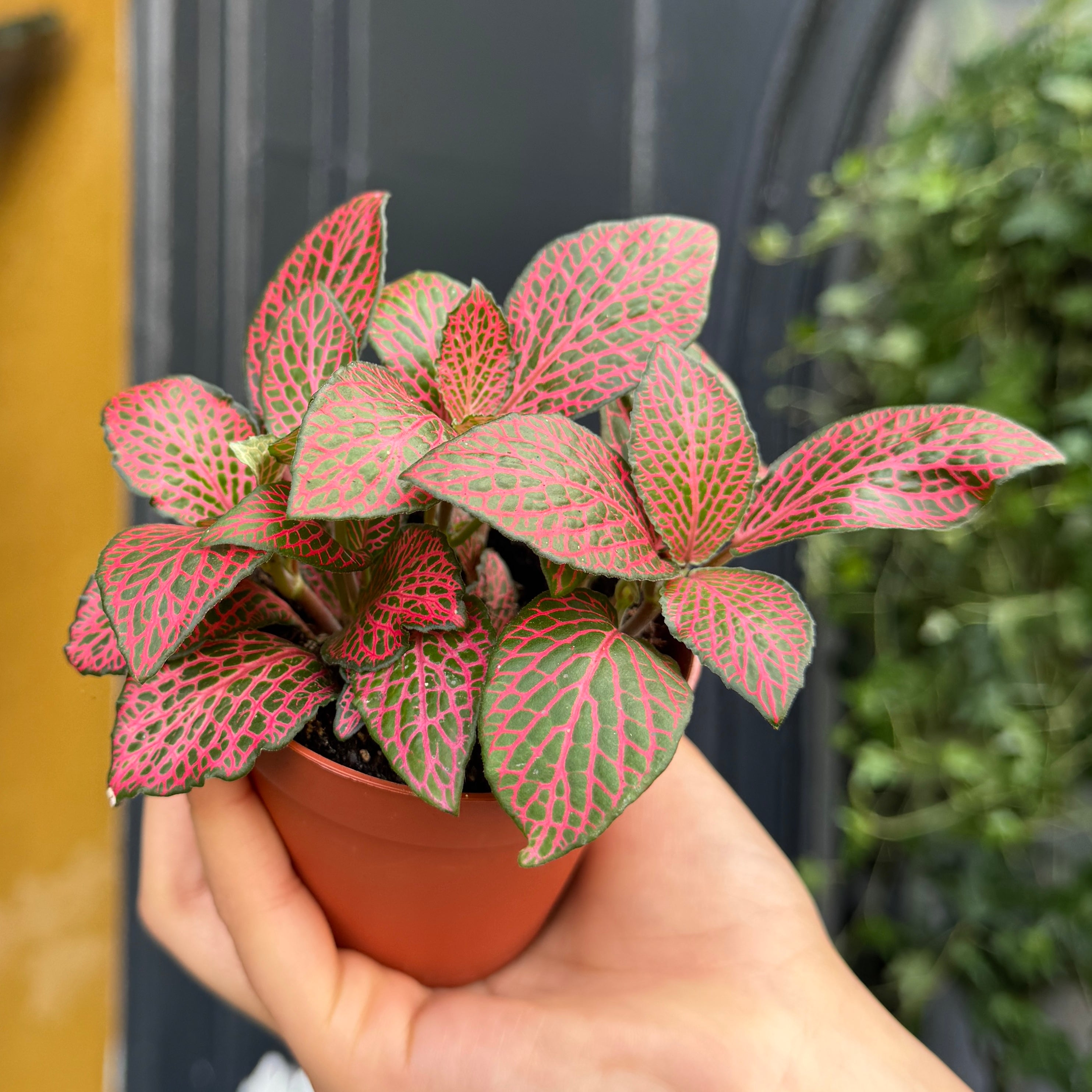 Fittonia 'Red Star'