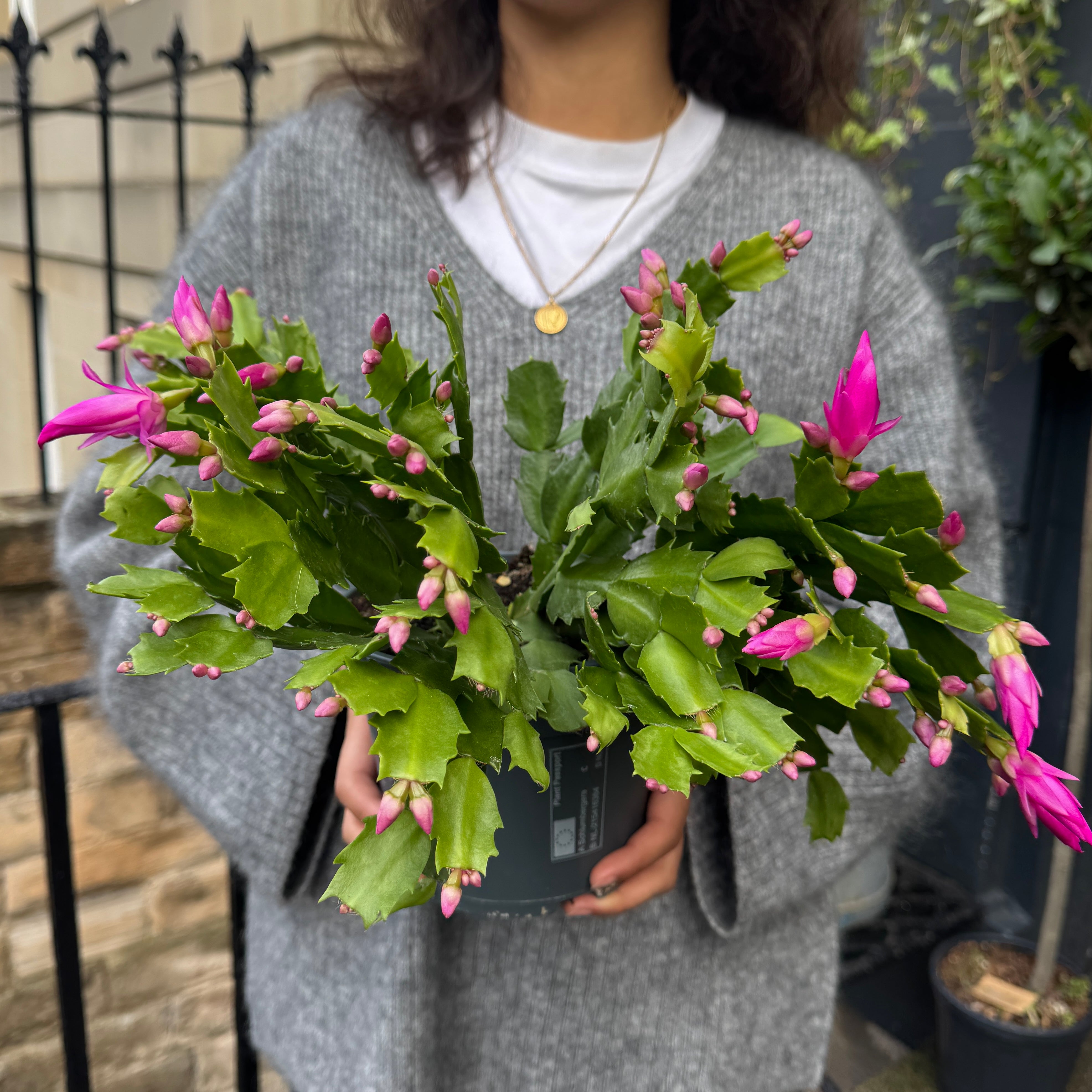 Schlumbergera 'Pink' (17cm pot)