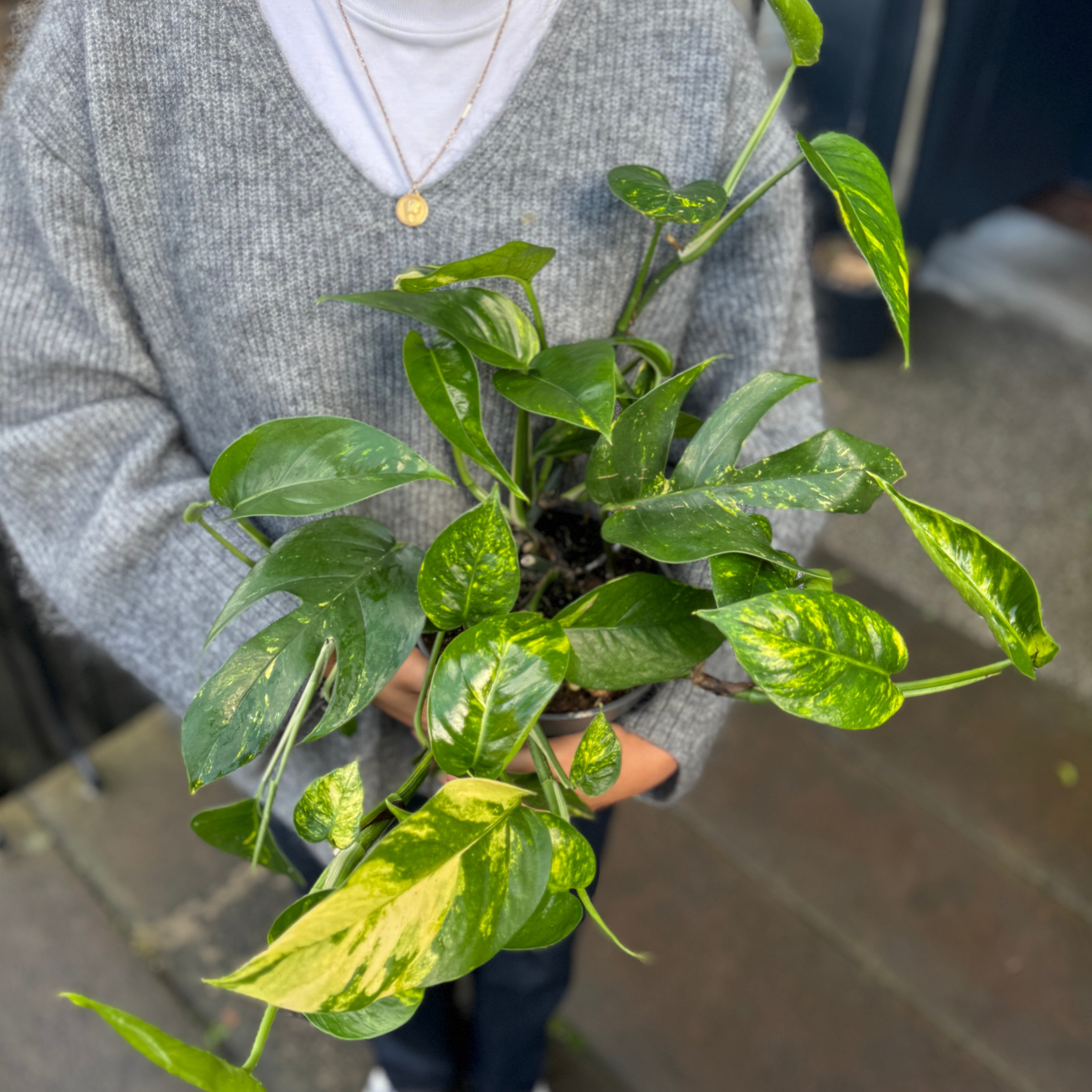 Epipremnum pinnatum ‘Cintho'