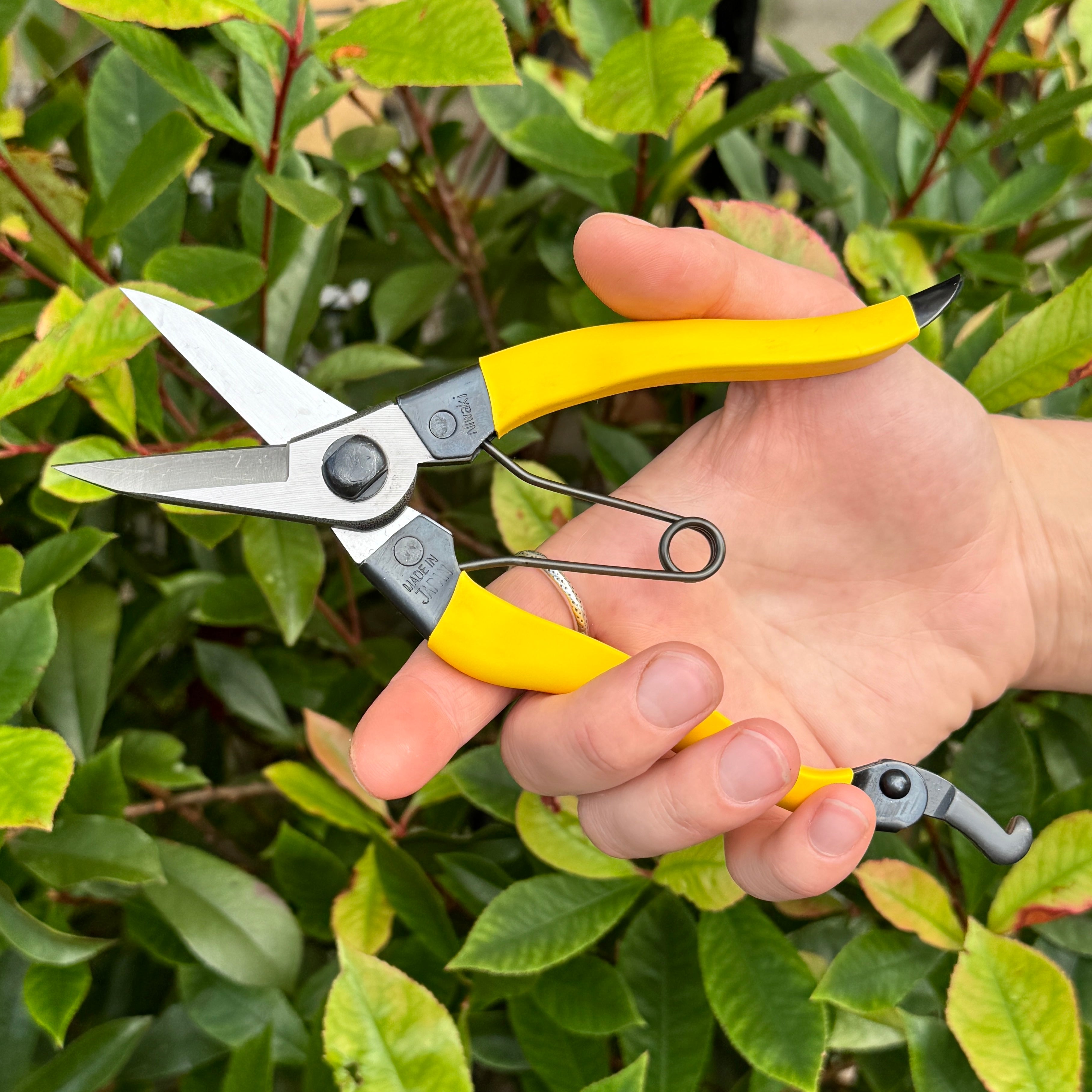 Niwaki Mainichi Snips