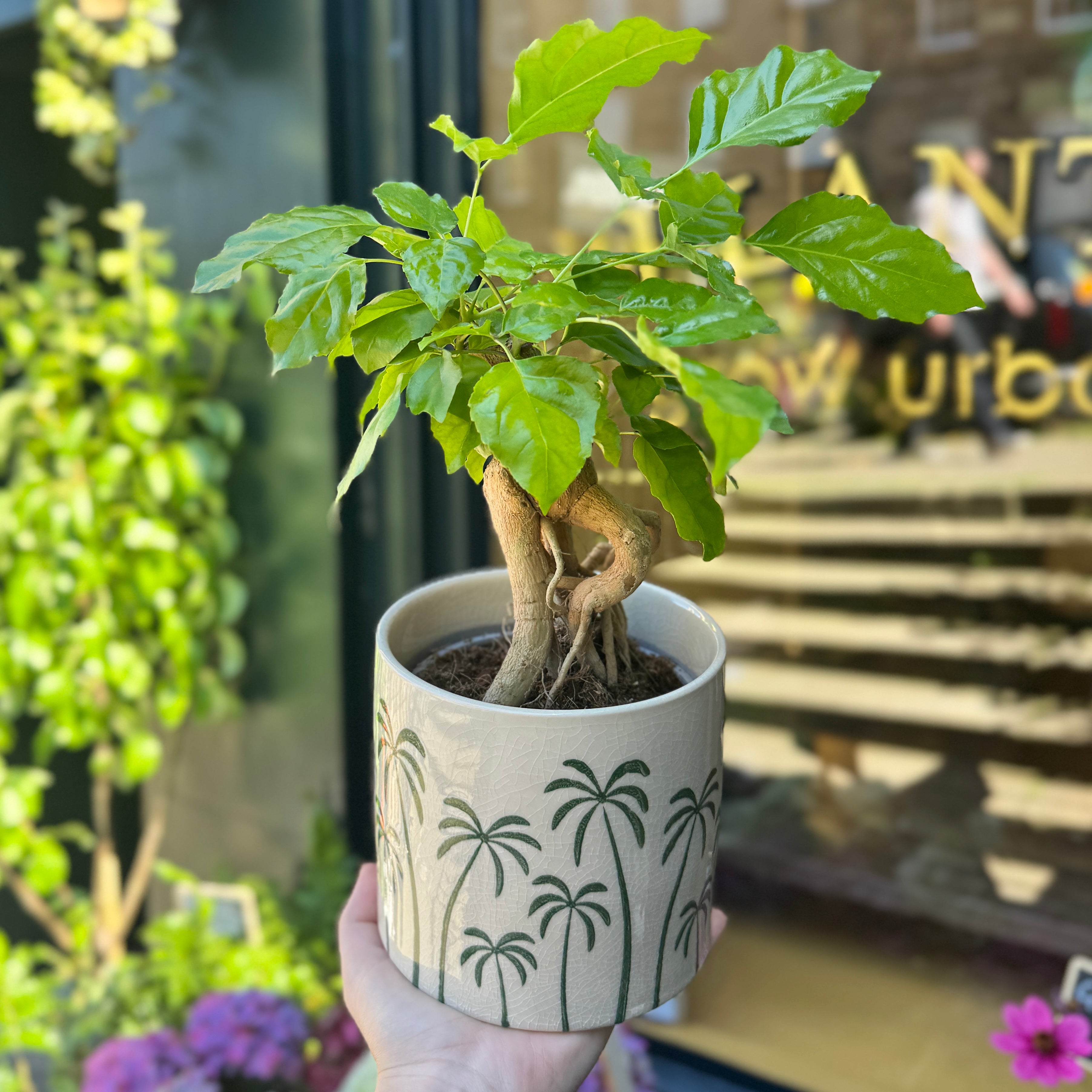 Green Palm Trees Plant Pot | 14cm