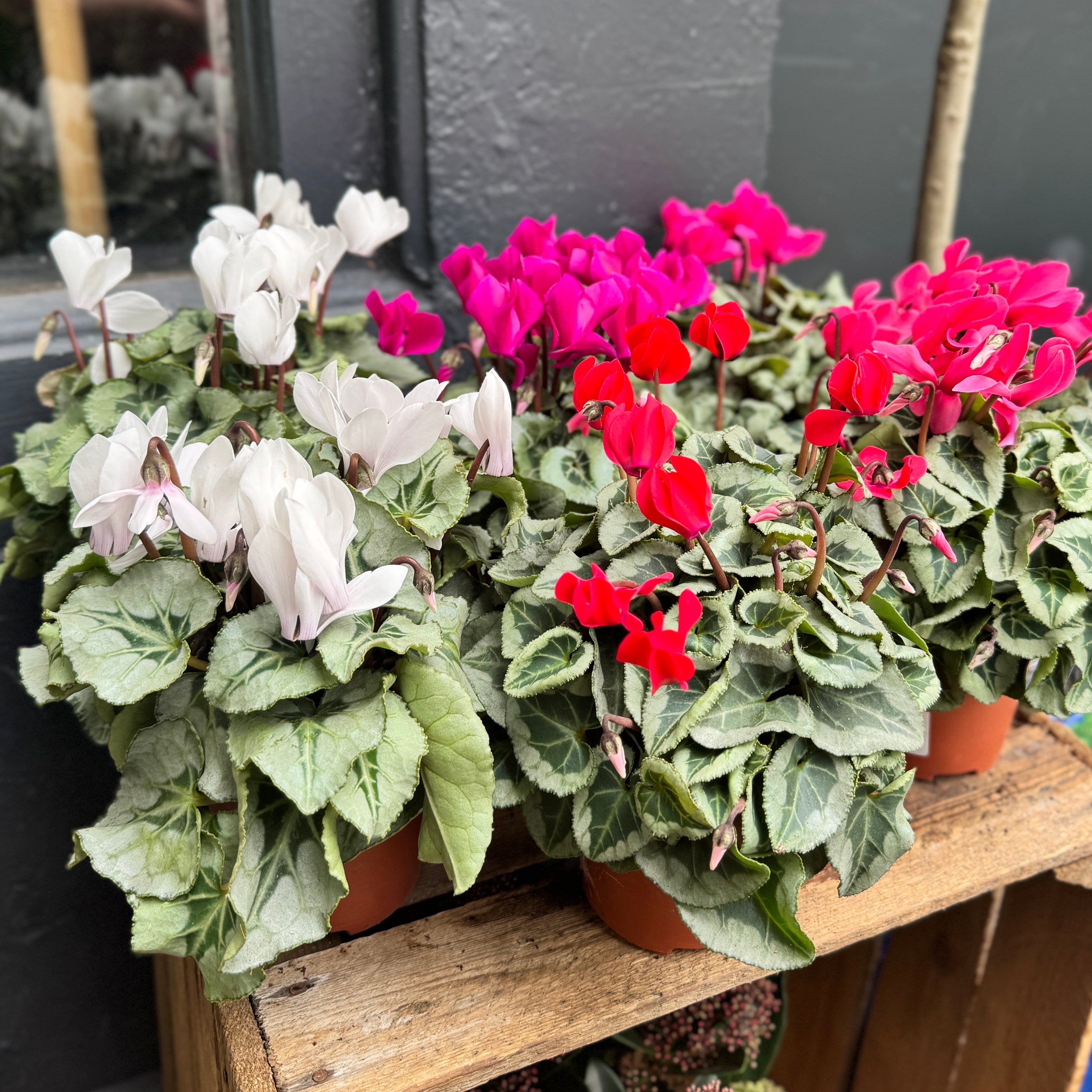 Cyclamen 'Veranda'(Colour Mix)
