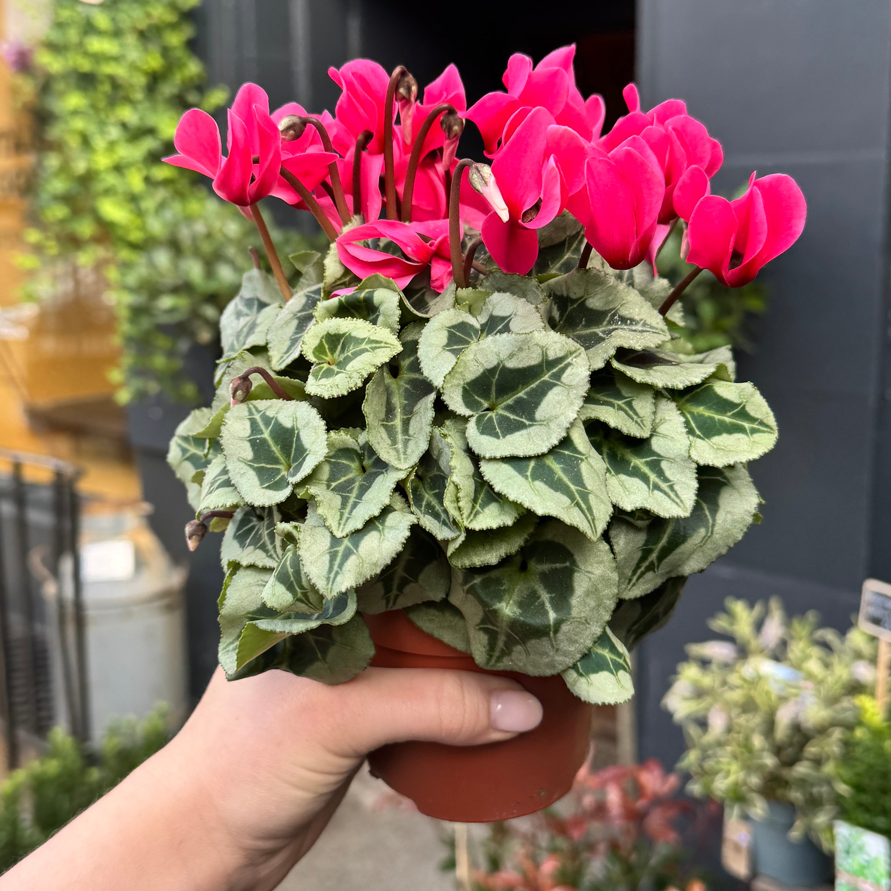 Cyclamen 'Veranda'(Colour Mix)