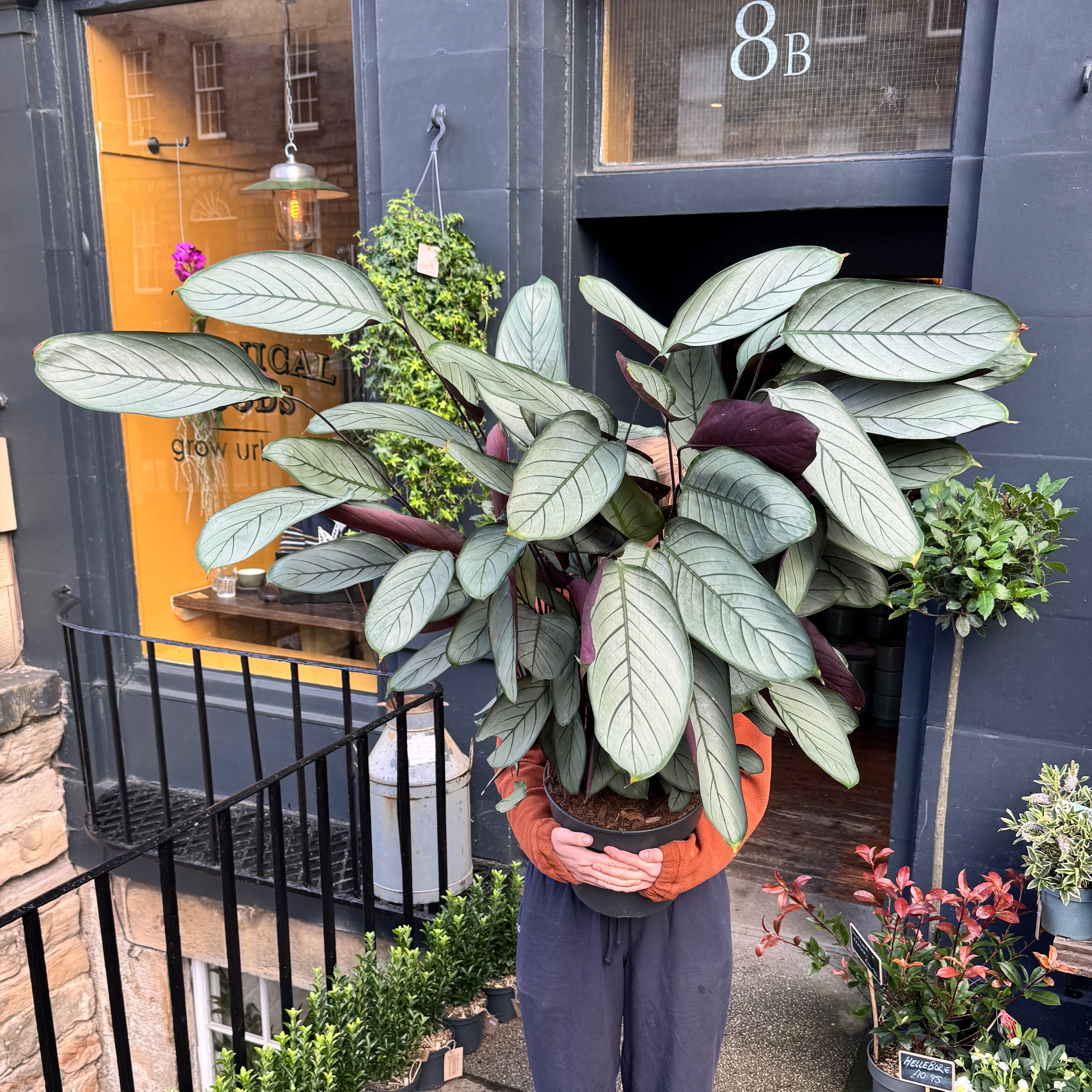 Ctenanthe setosa 'Grey Star'