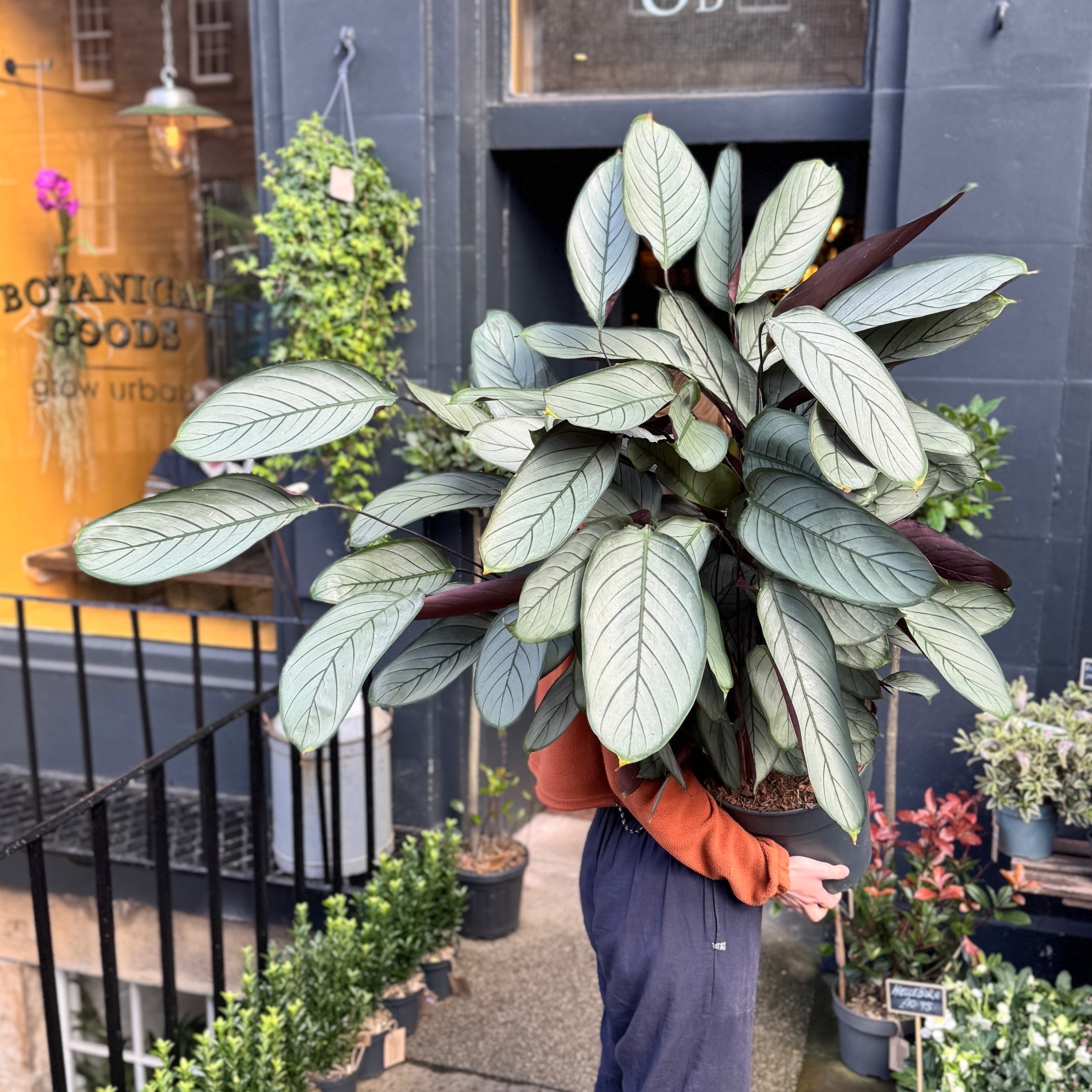Ctenanthe setosa 'Grey Star'