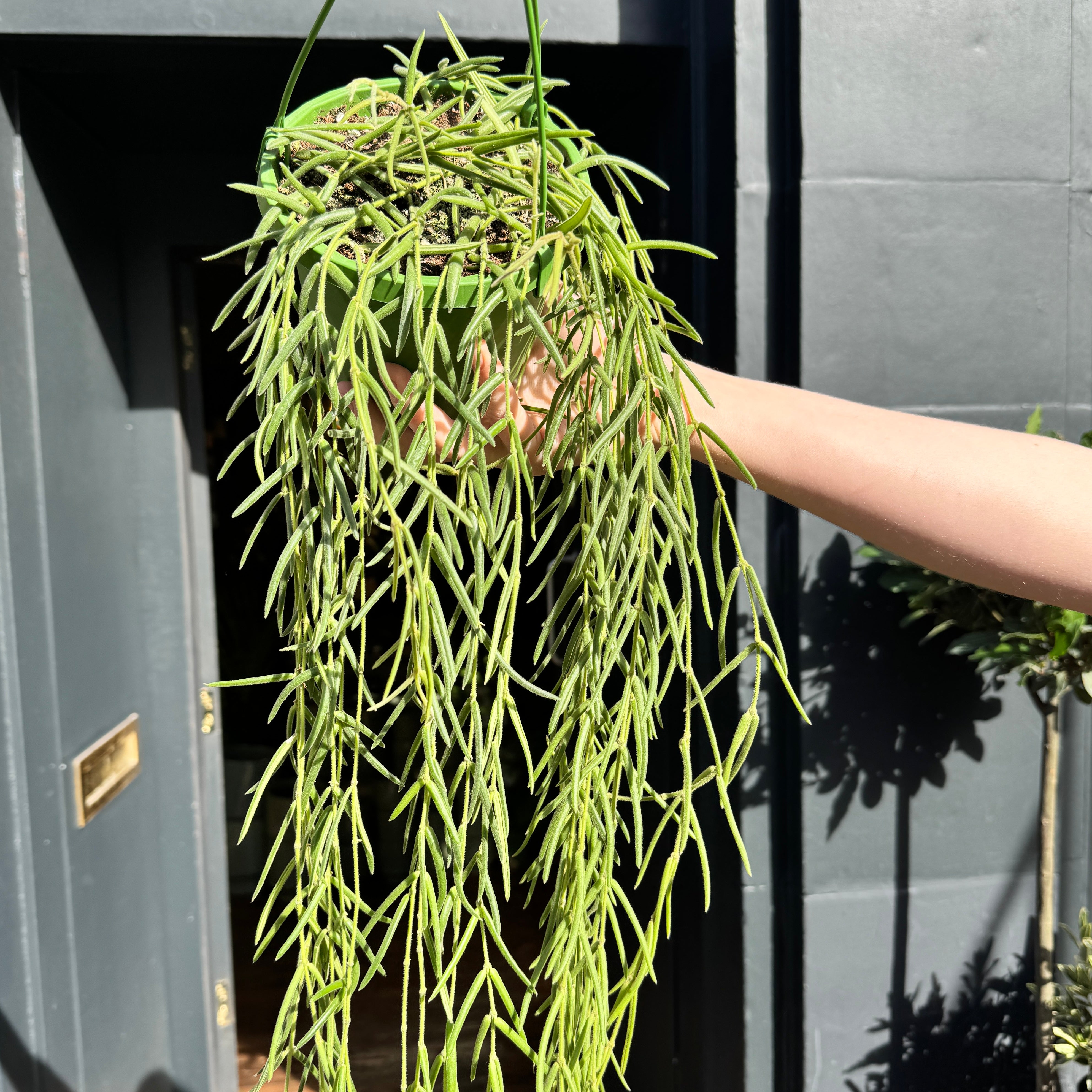 Hoya linearis (14cm hangpot)