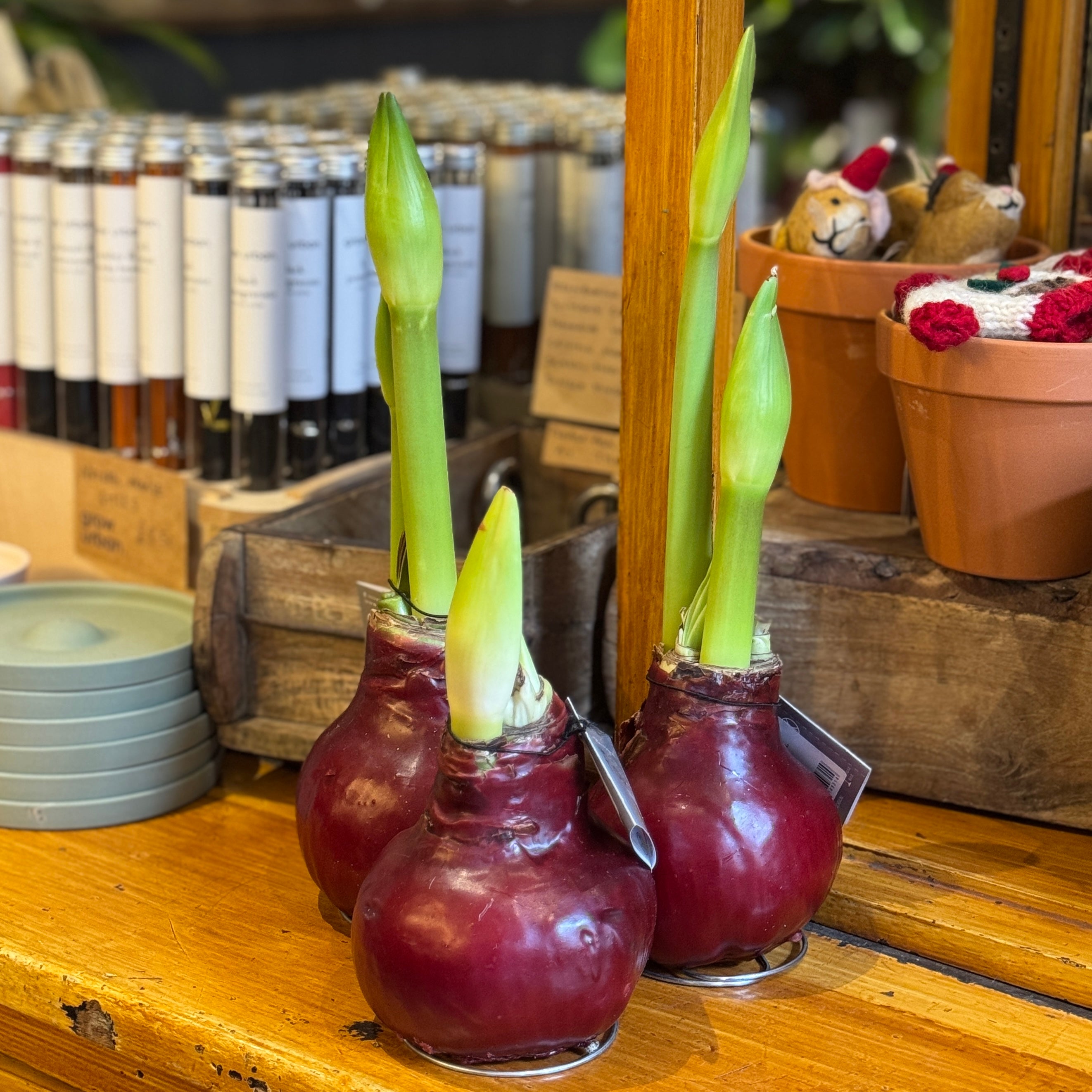 Luxury Wax Amaryllis Bulbs
